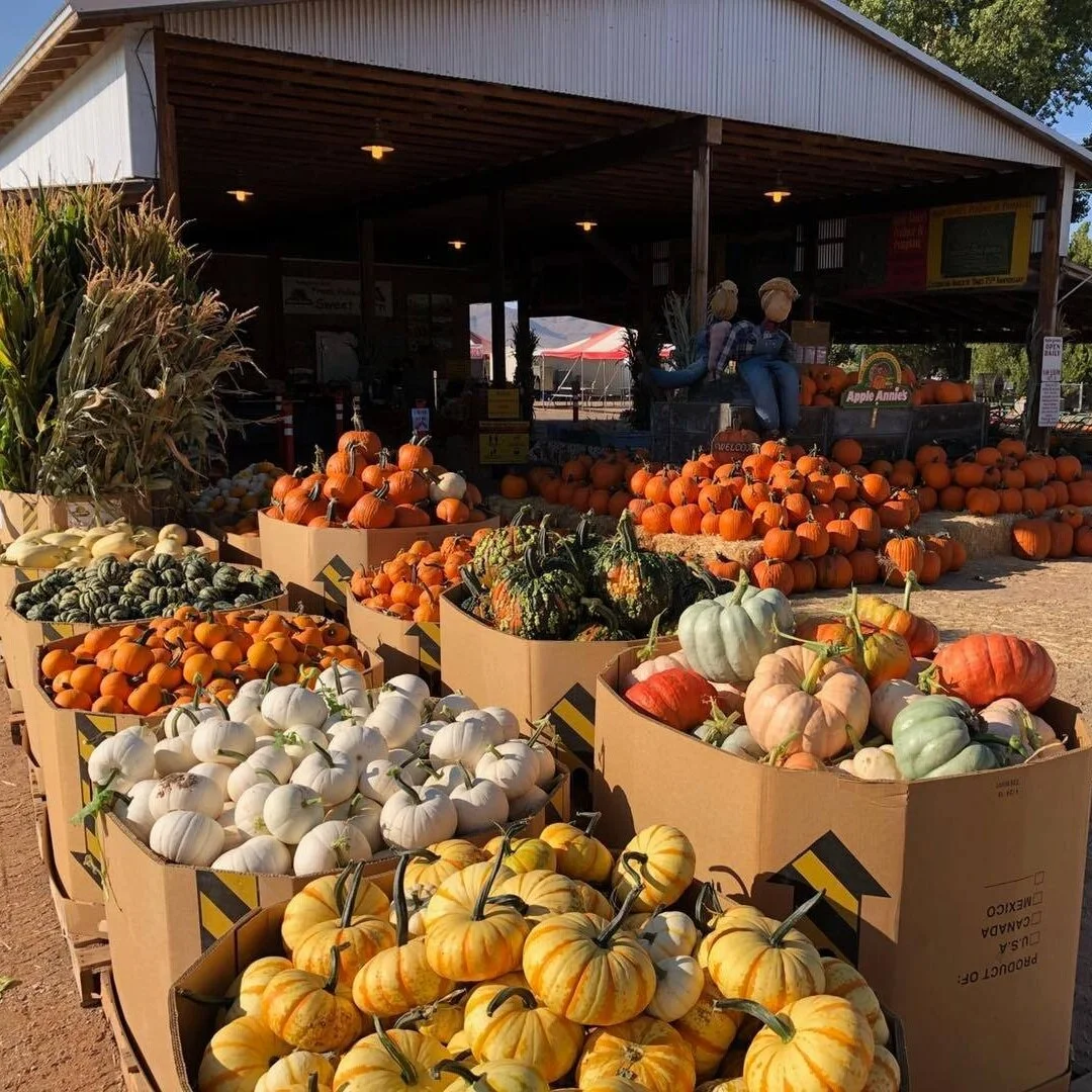 An assortment of pre-picked or pick your own pumpkins at Apple Annie’s Orchard.