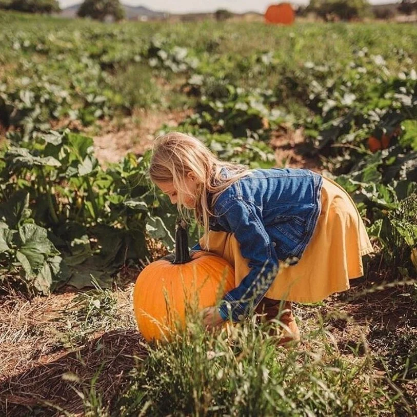 Picking pumpkins at Mortimer Farms. Photo by Erika Williams (@azsimplelifestyle)