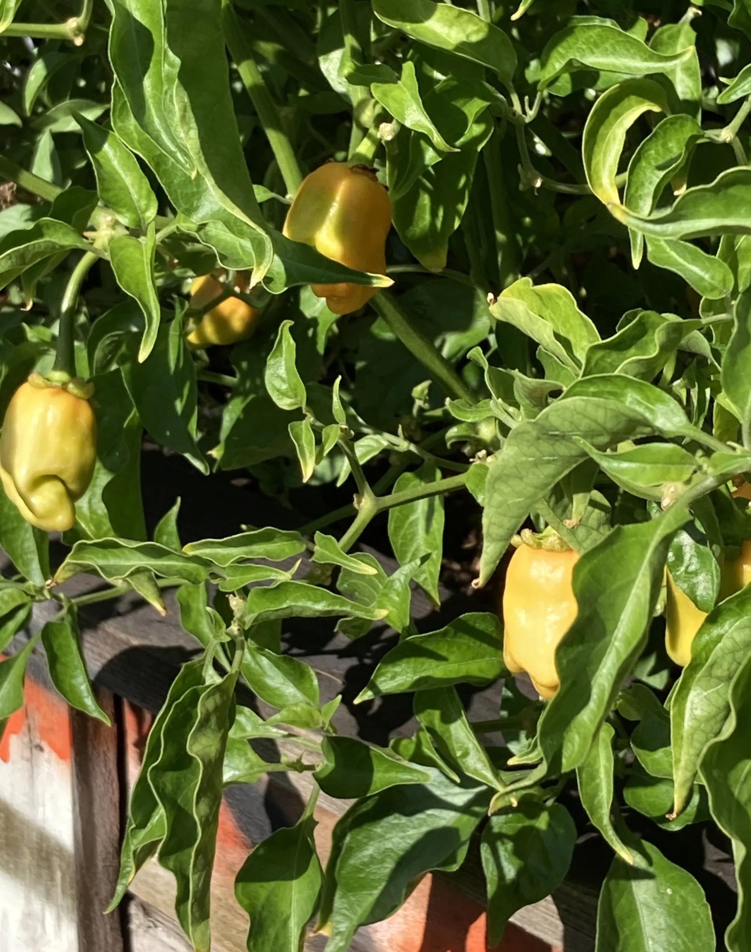 Habanero Plant.jpg