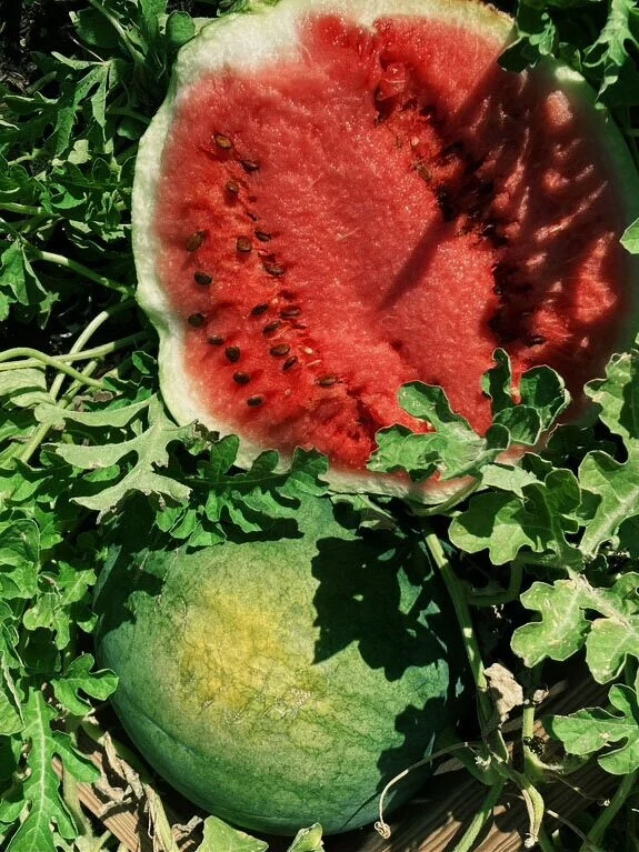 Watermelon+recipie.jpg