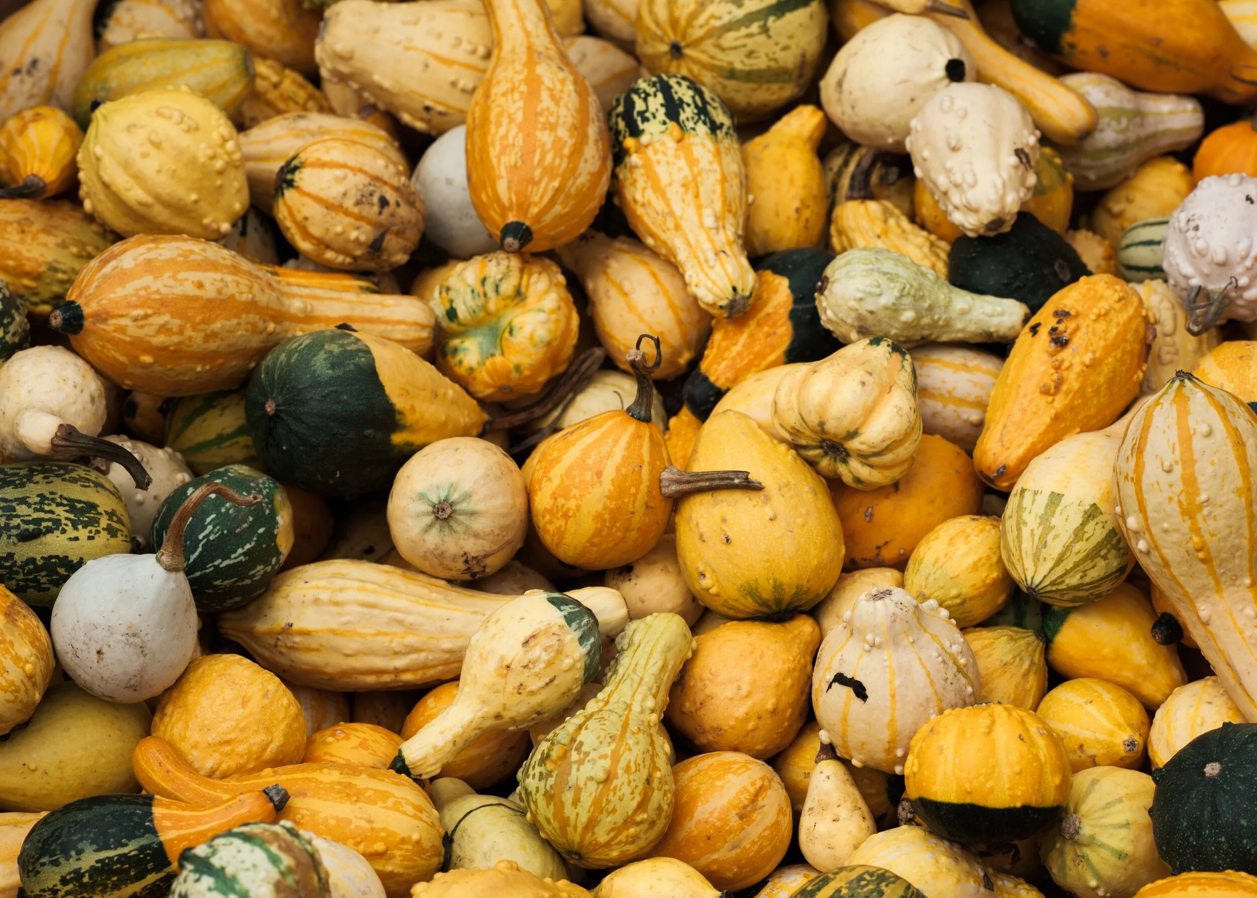 Recipe Roundup: Winter Squash