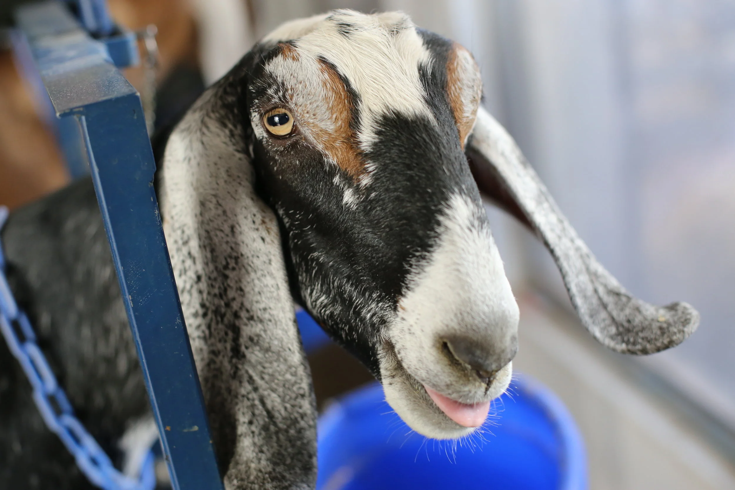 The Simple Farm - Nubian Doe