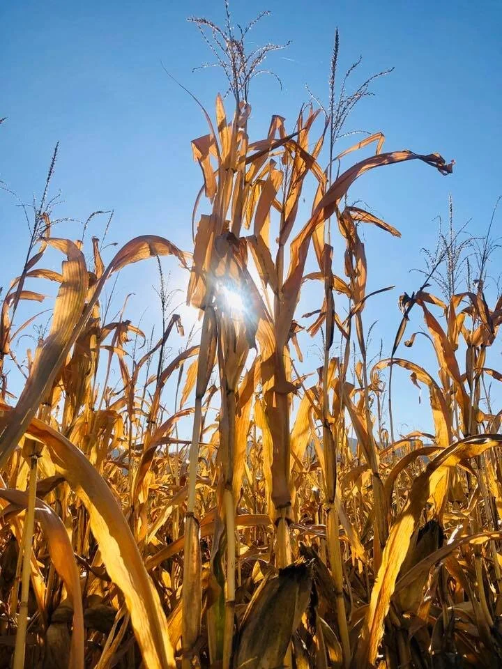 Hauser &amp; Hauser Farms  