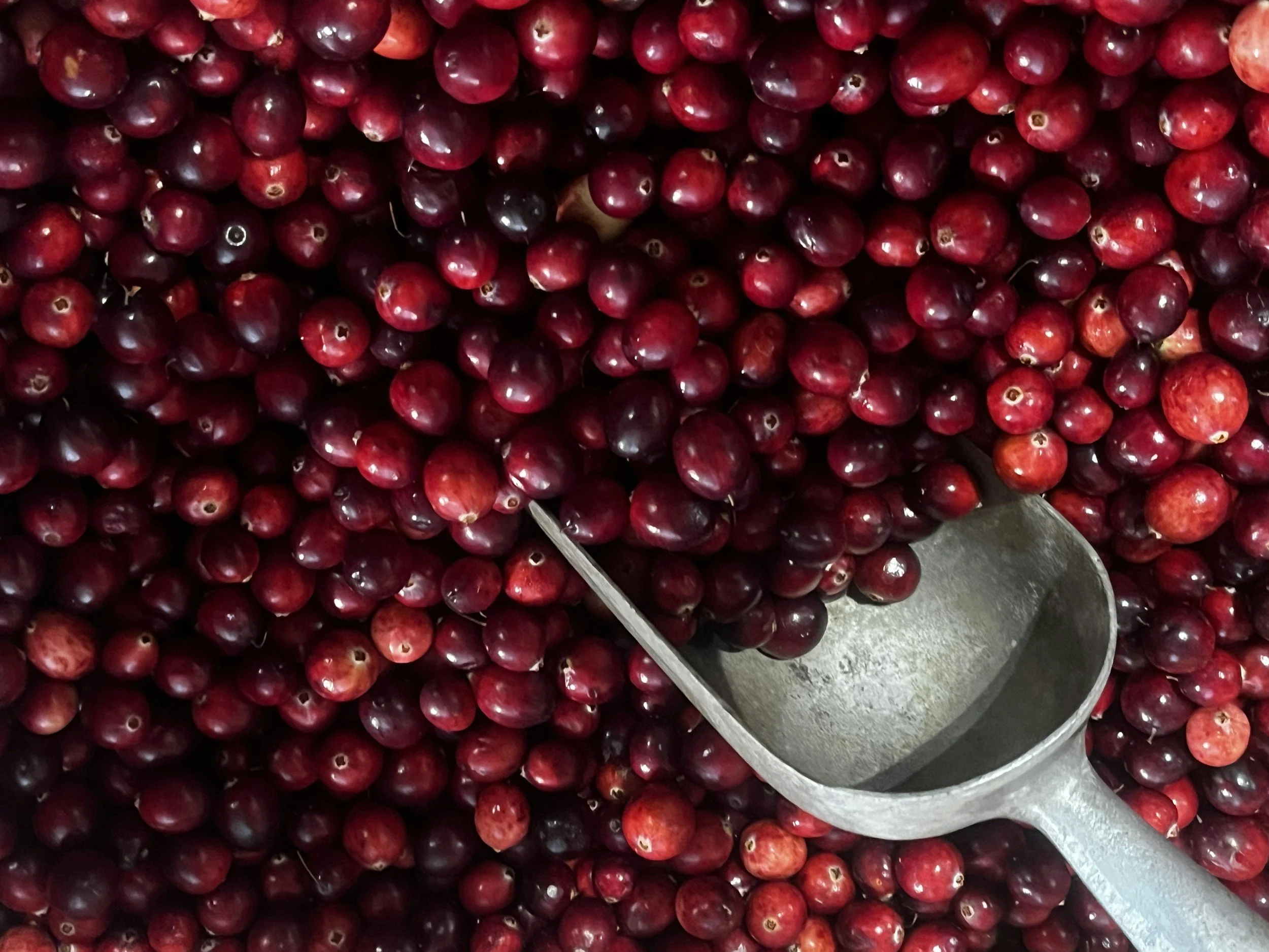 Cranberry Season is Here!