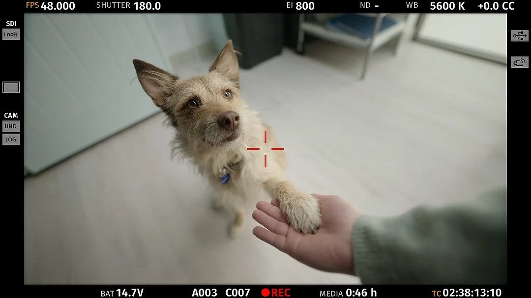 Pet Plan TVC - ITV, Channel 4.

Thank you @jackboothfreelancer for having us on this one 🤝❤️. Focus pulling with animals isn&rsquo;t always easy but this one was great fun. 

@jarodkemp @jessicatimbs smashed it! 📸
@crewatvision 

DIRECTOR
PRODUCER
