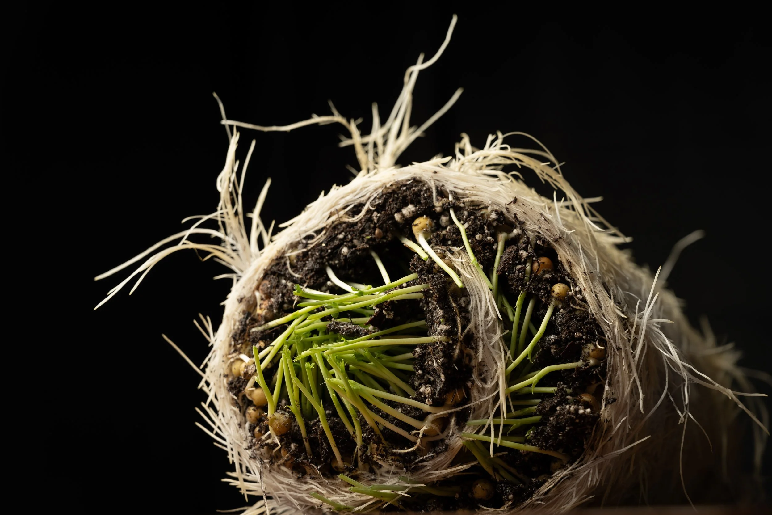  Rolled roots from a ten by twenty pea shoots tray before composting or feed. Image shot by Leilani Denise Photography LLC. 