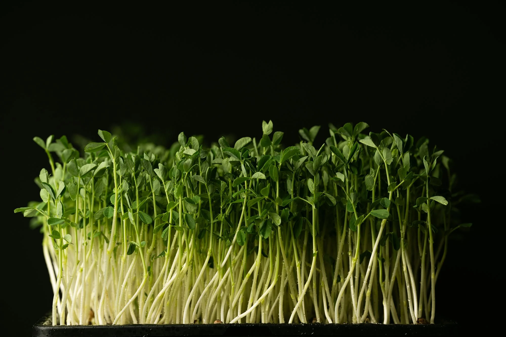  Ten by twenty pea shoots tray before harvest. Image shot by Leilani Denise Photography LLC. 