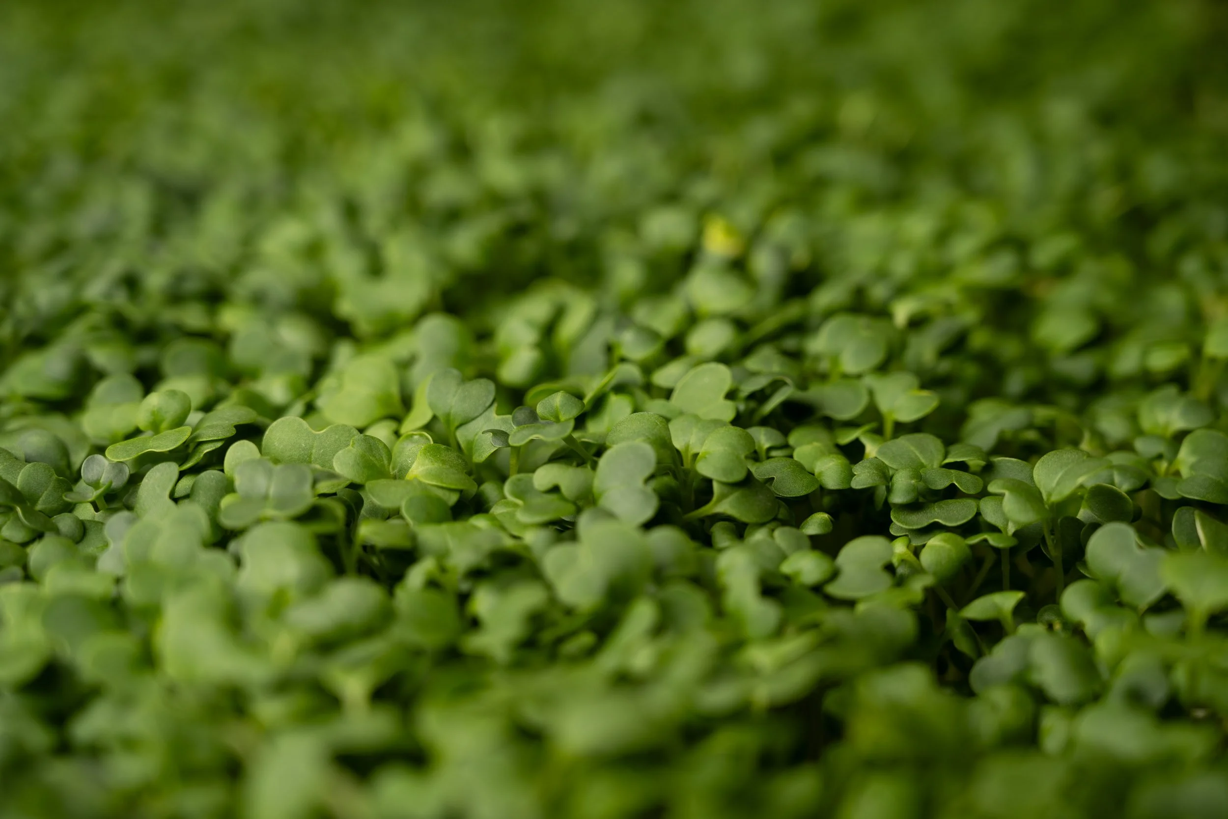 Mustard tatsoi microgreens in a 10x20 tray, indoor grown at KIJANIPRINT MICROFARM with even leaf structure and rich green color, microgreens sold by the ounce. Image by Leilani Denise Photography LLC.