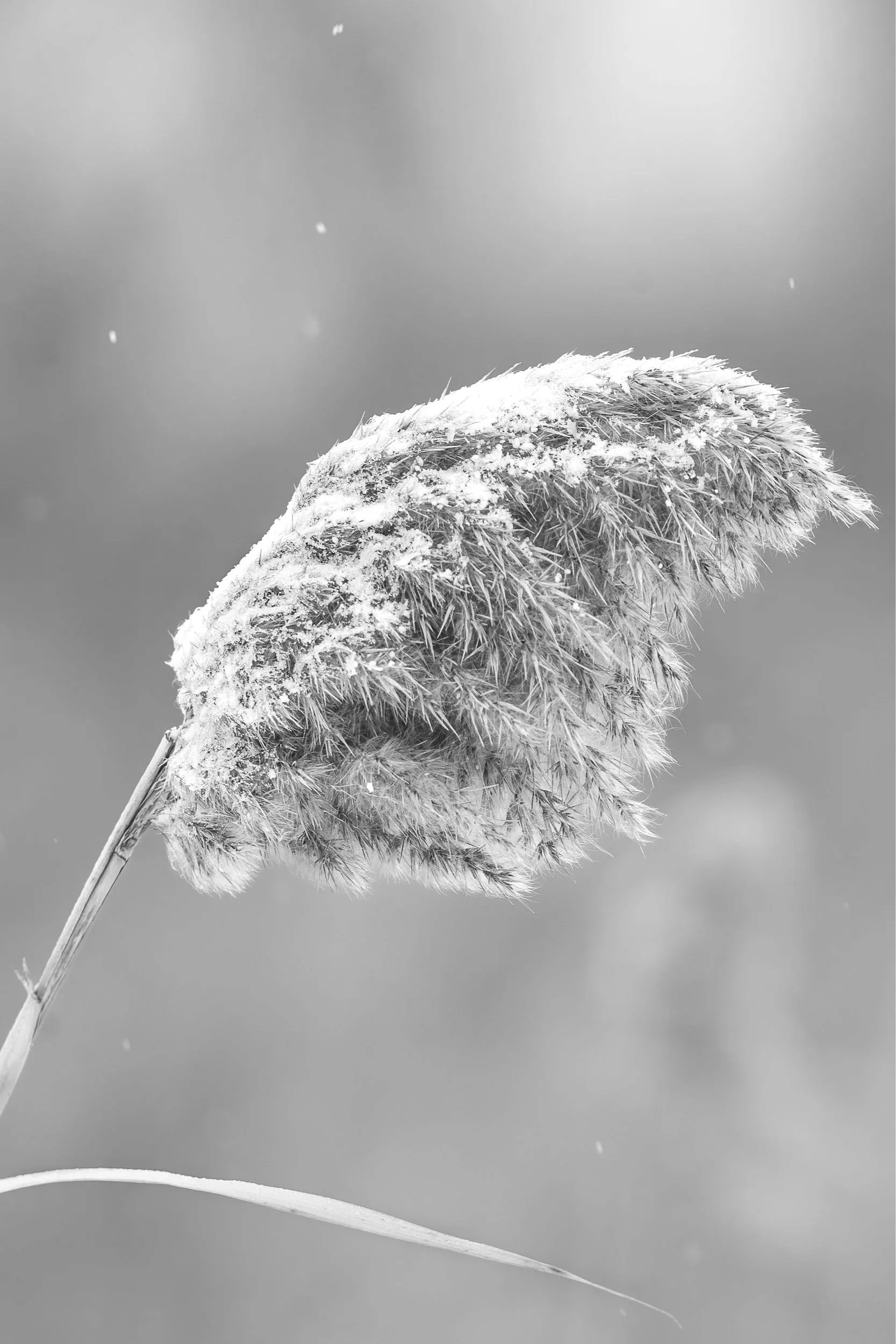 Snow-covered phragmites seed head in winter Michigan wetland, black and white detail of invasive common reed.
