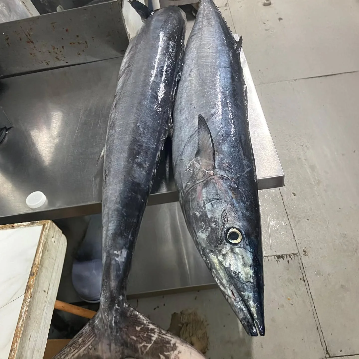 #fresh #caught #fish #wahoo #Tortola #britishvirginislands