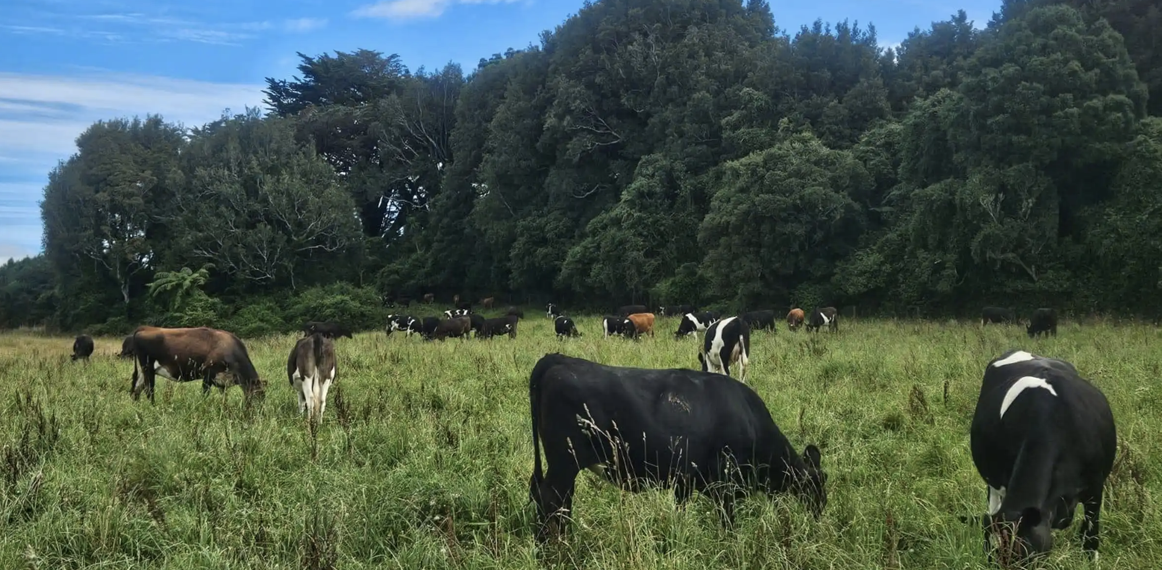 Round the Mountain Discussion Group - Grazing & Native Regeneration Focus