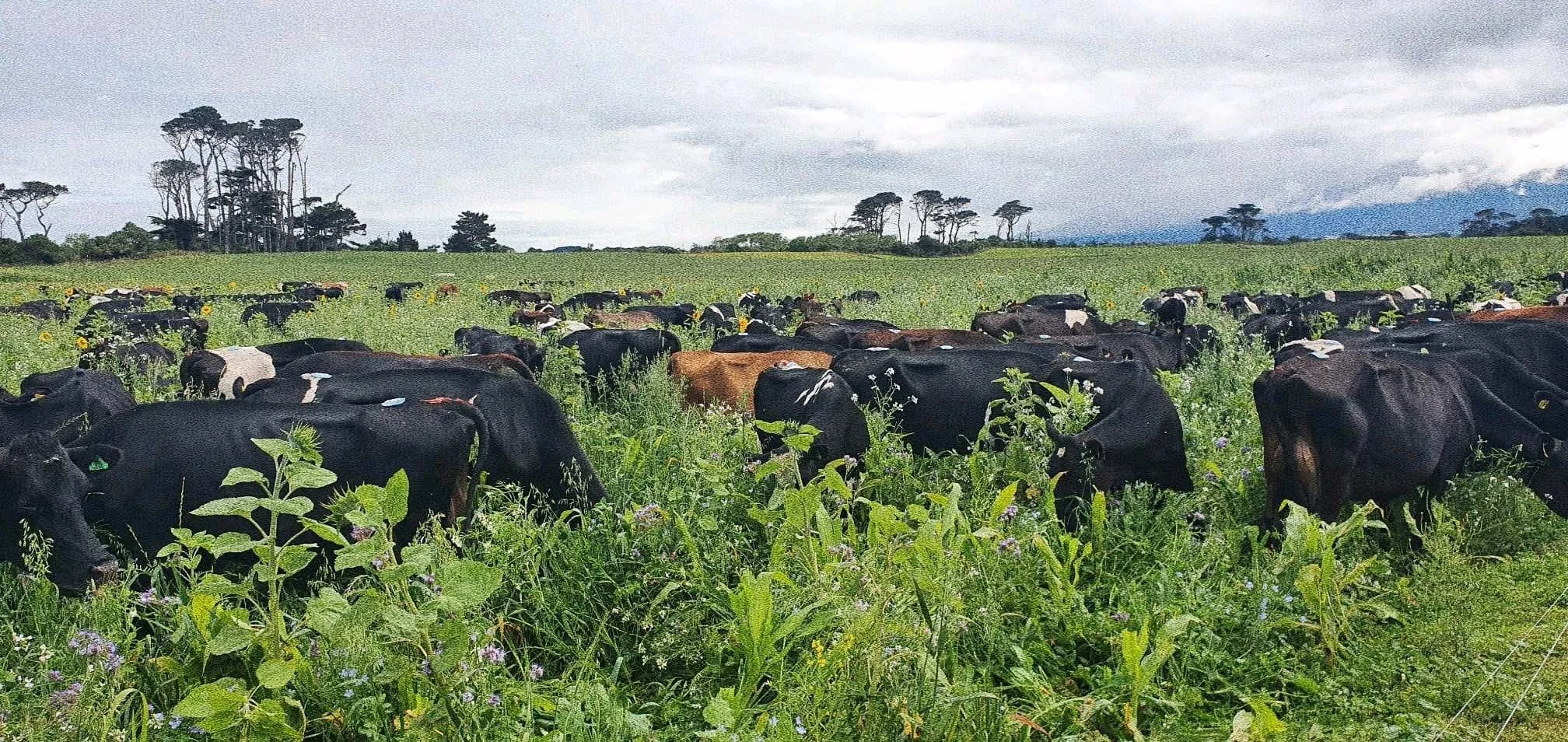 Farm Diversity - Pihama Workshop