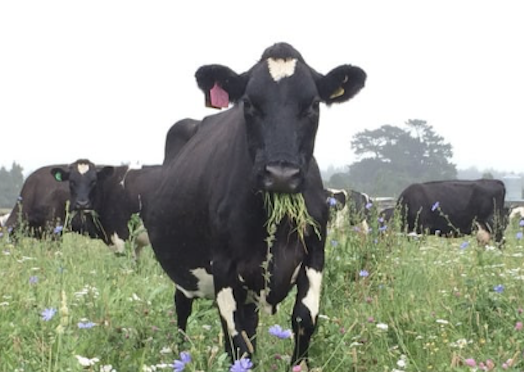 Regenerative Dairy - Farmers share the journey