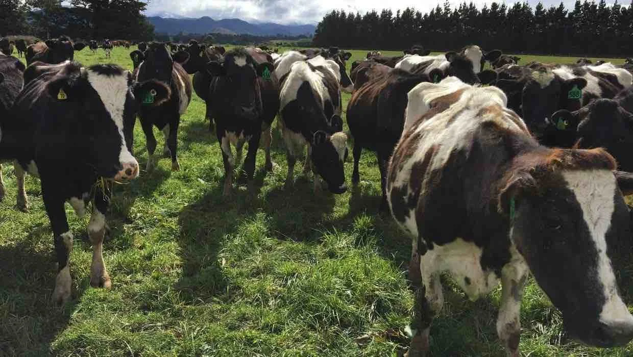 Open Farm - The Brow Dairies