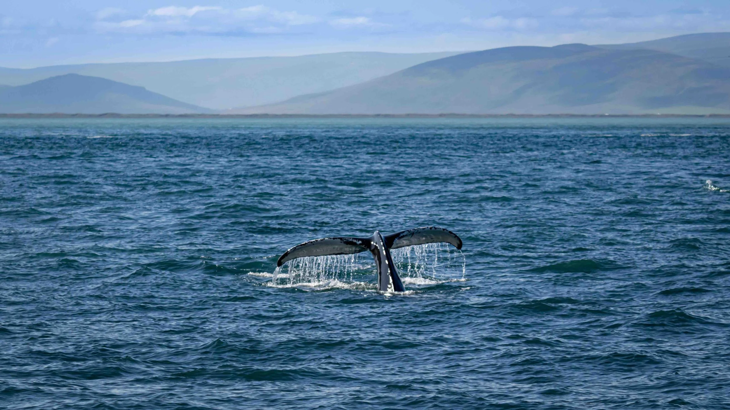 Protect Our Oceans - ANZAC Weekend Events in Ōpunakē
