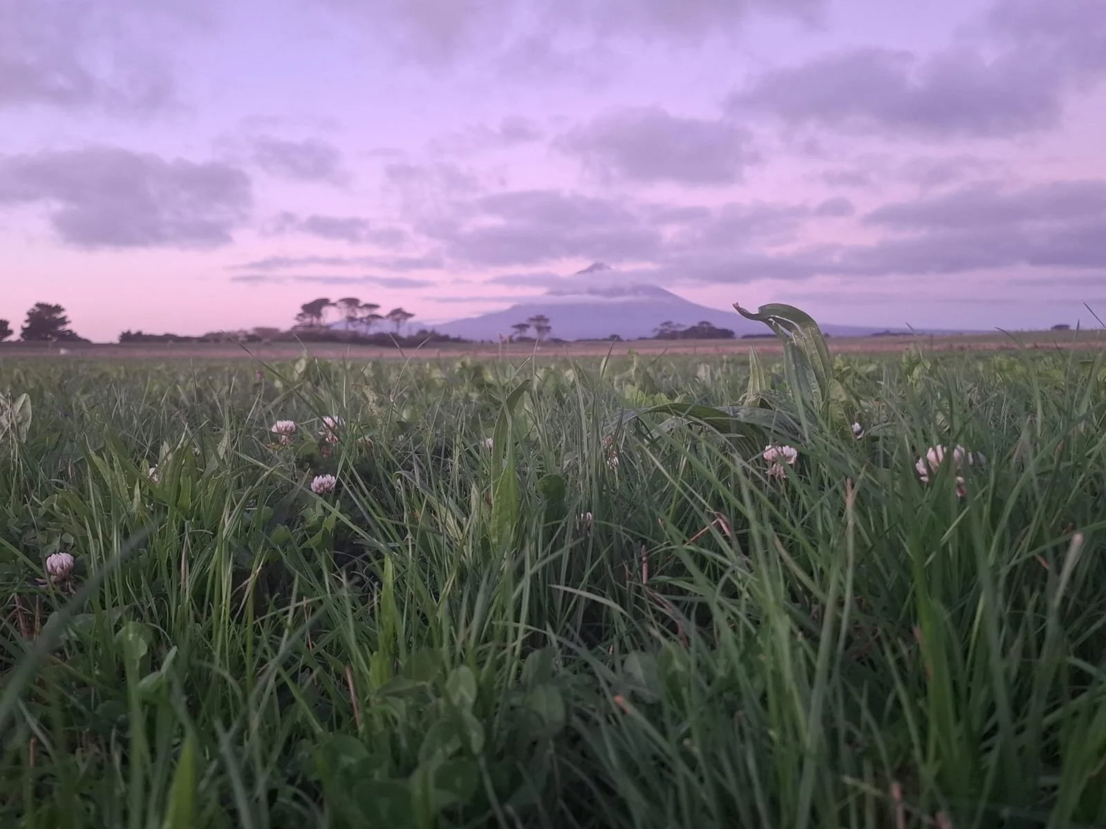 Drought Resilience - Soil Health & what Diverse Pastures can do under pressure