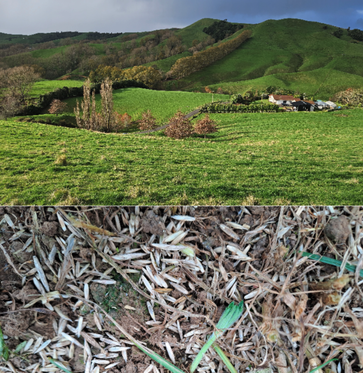 Waikato: A profitable alternative to cropping and re-grassing