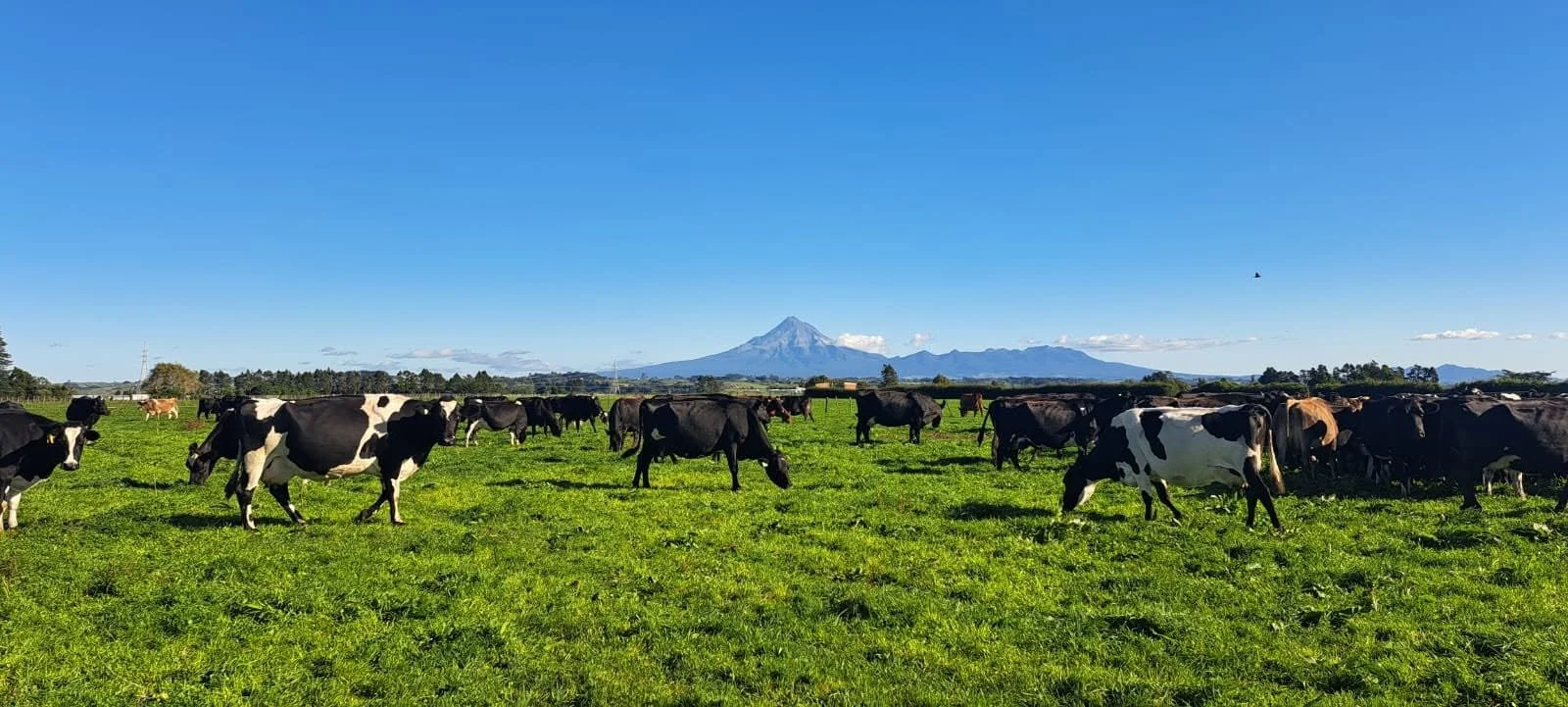 Save the Date! Taranaki ReGen Event this Spring
