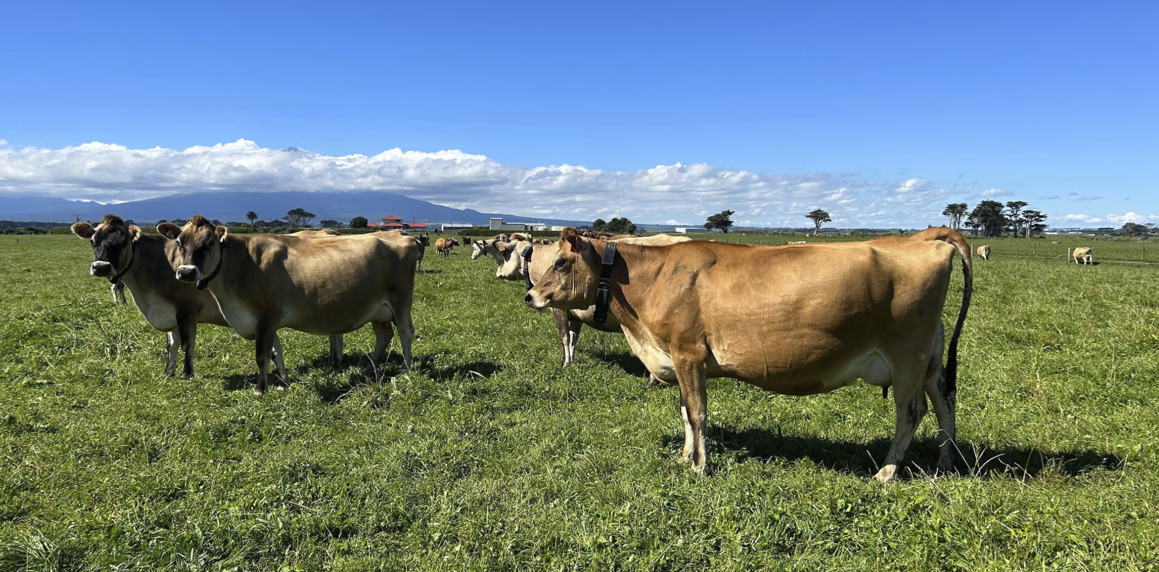 Shortland Farm: Organic Dairy, Future Farming in Action