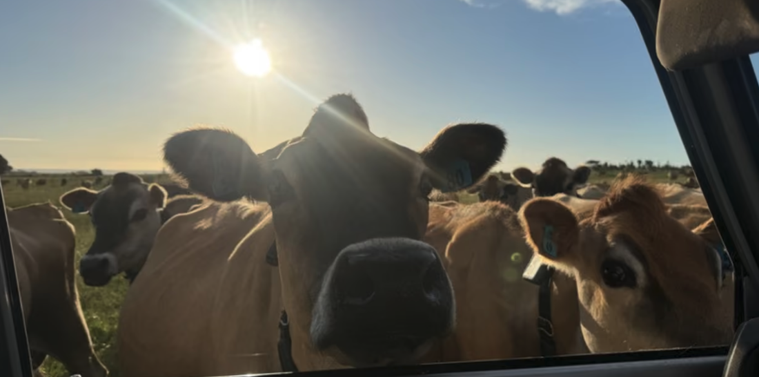 Conversion to Organic Dairy