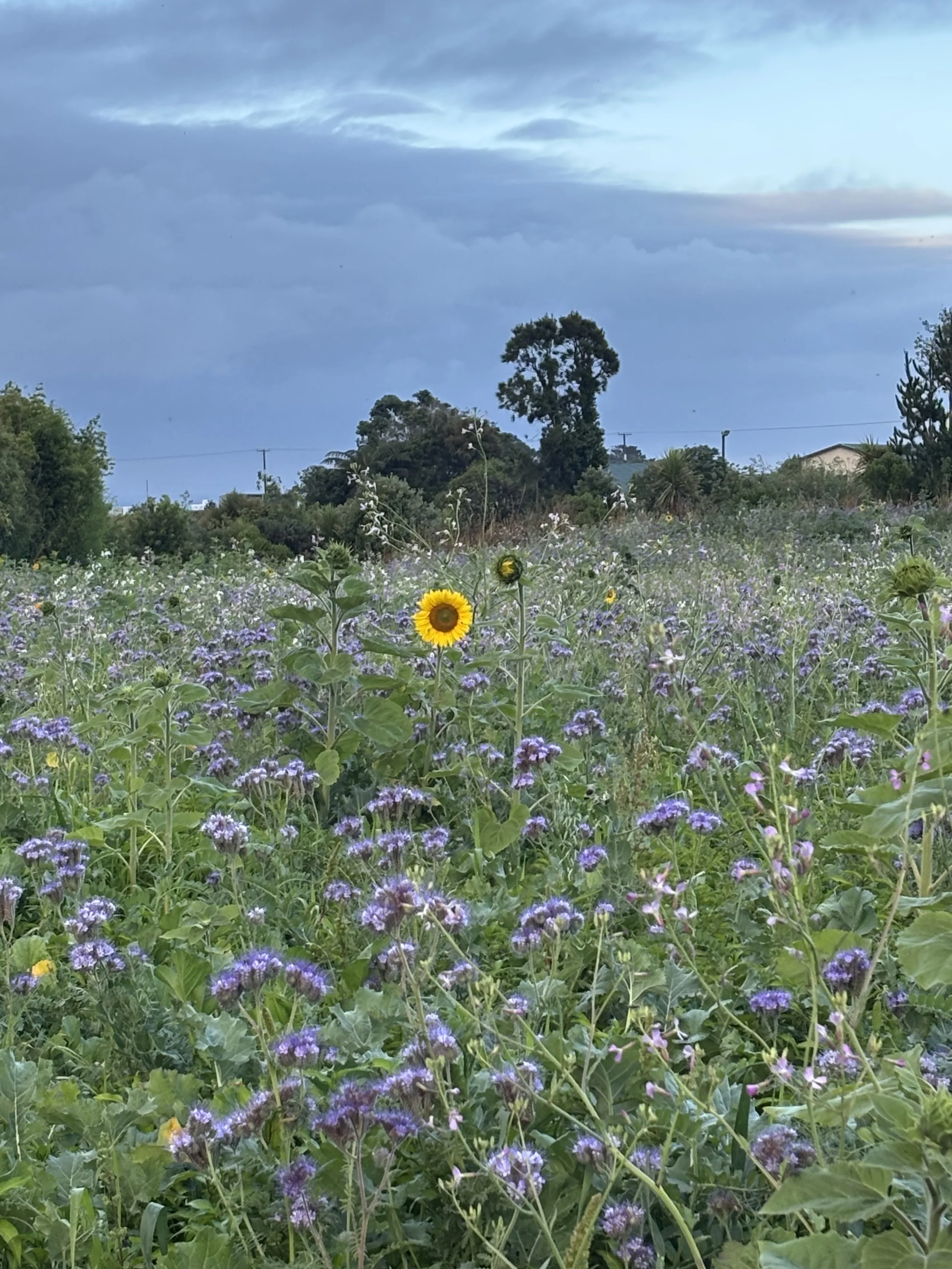 A field of purple wildflowers with a few yellow sunflowers, under a cloudy sky with some patches of blue, in a rural landscape with trees and a house in the background.