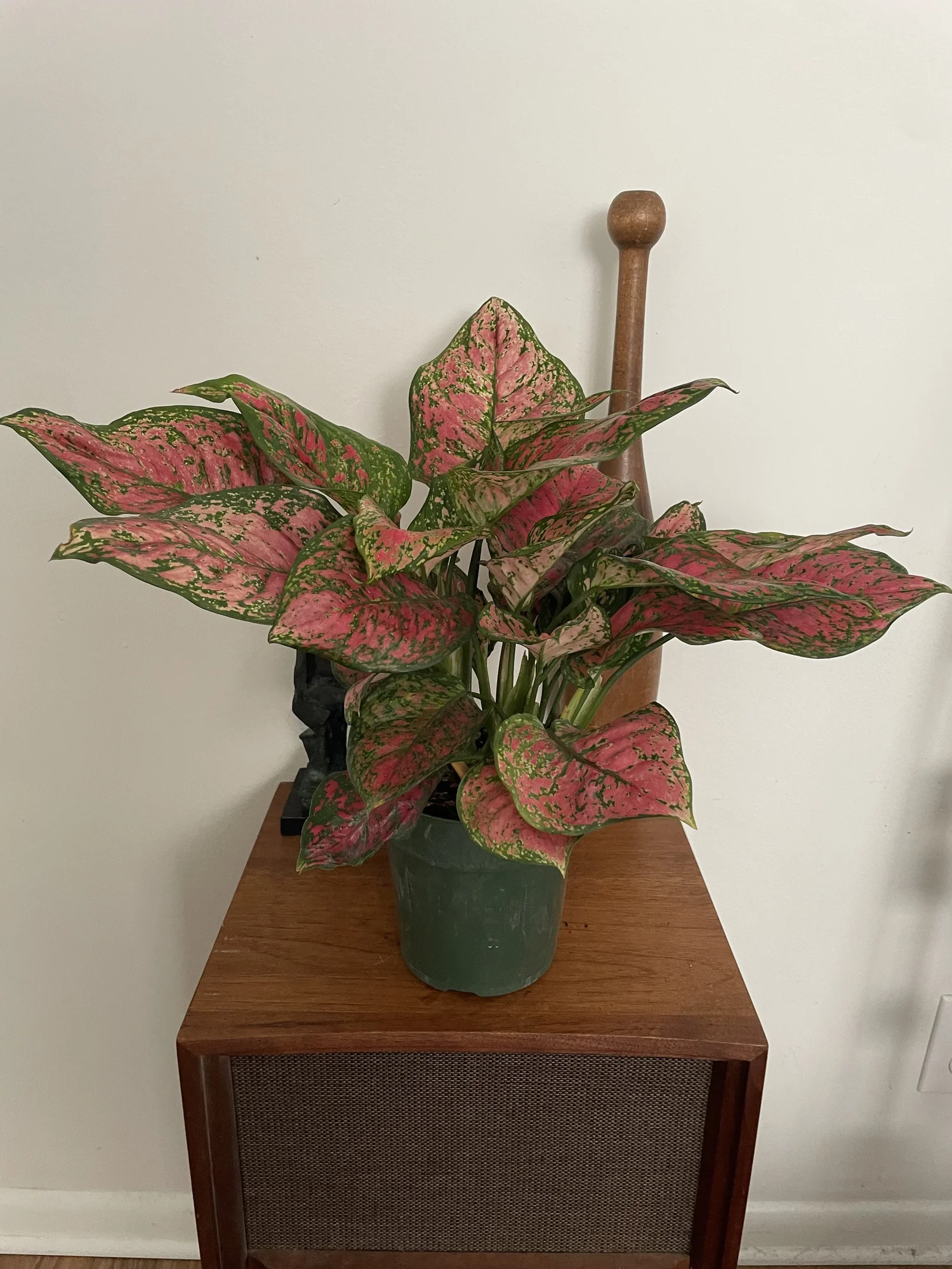 house plants book My House Plant Changed My Life – DK