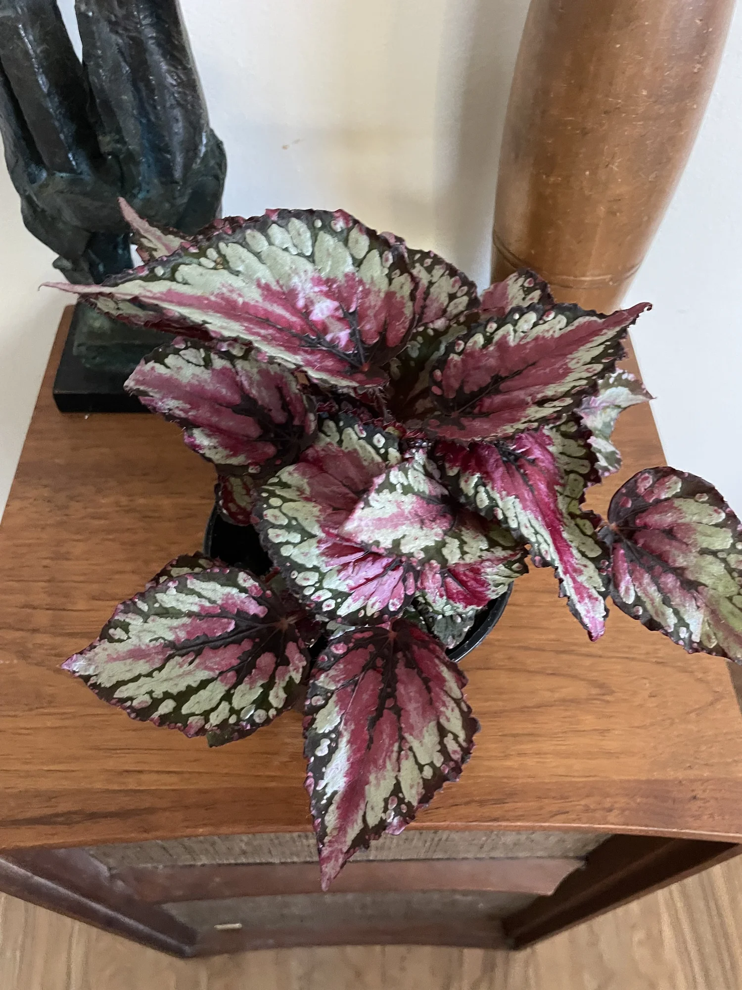 5” Rex begonia — Archetype Plants: