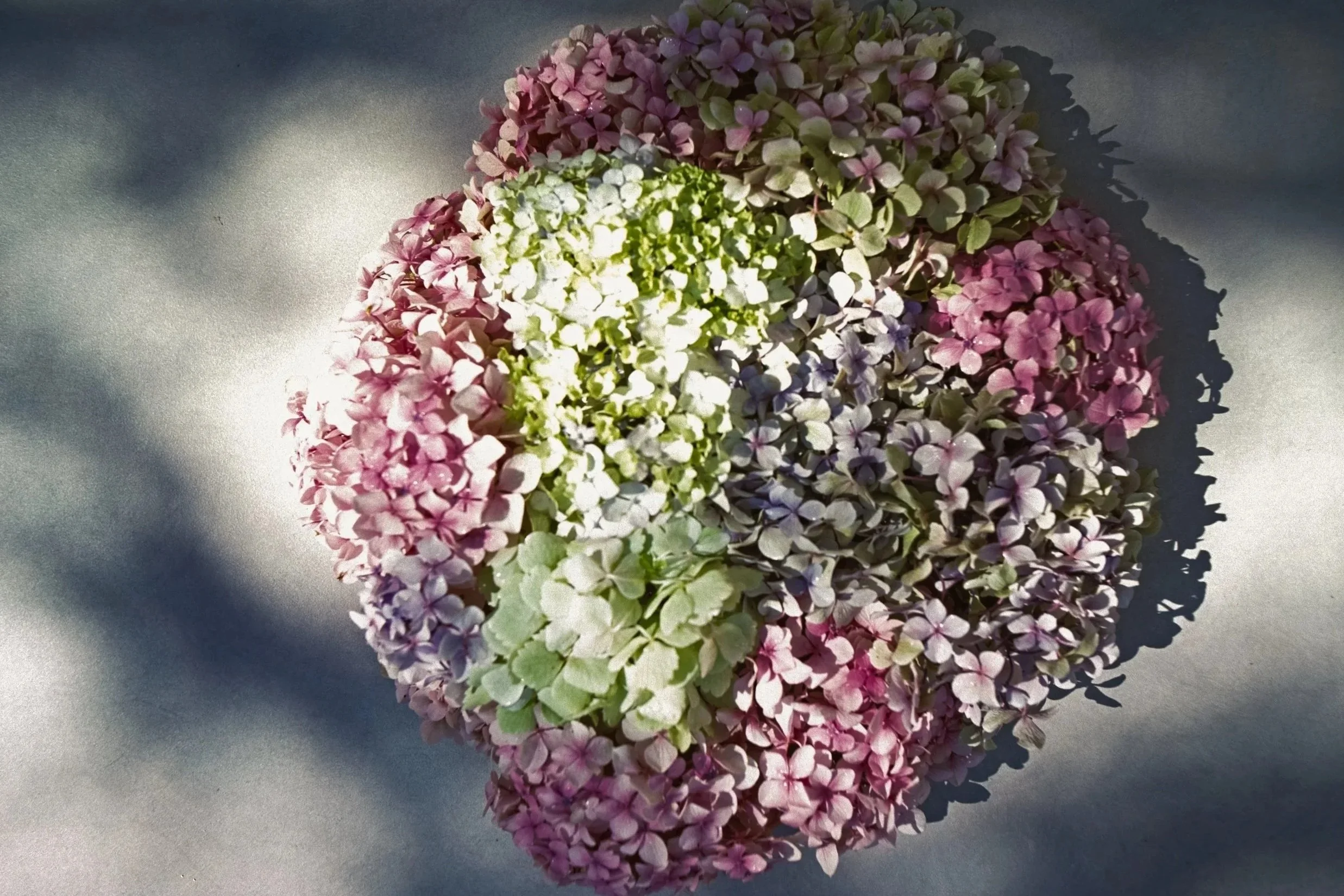 A bunch of brightly coloured hydrangeas on a shadowy background