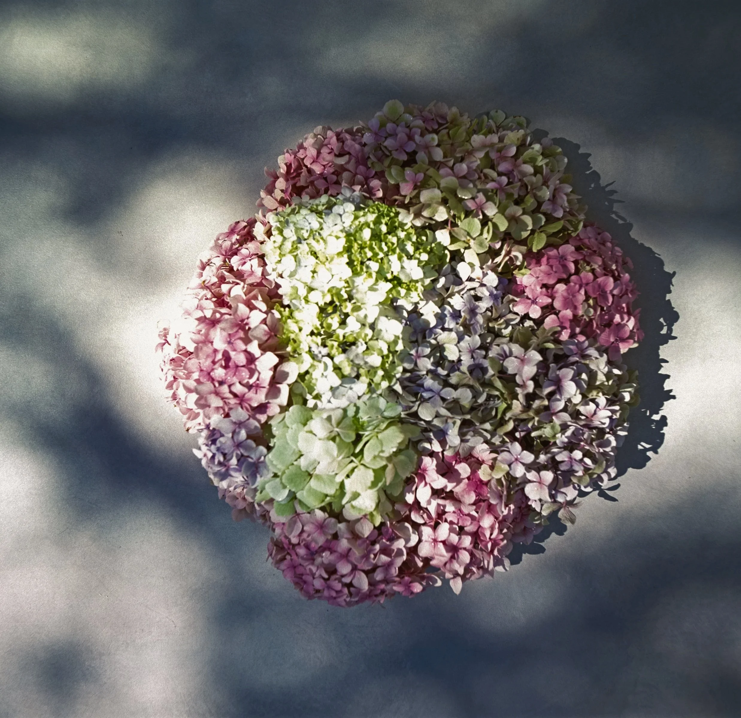 A bunch of brightly coloured hydrangeas on a shadowy background