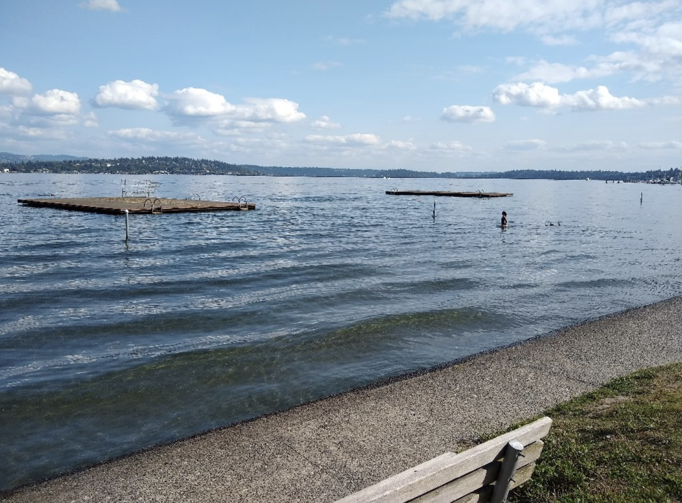 seattle swim beaches