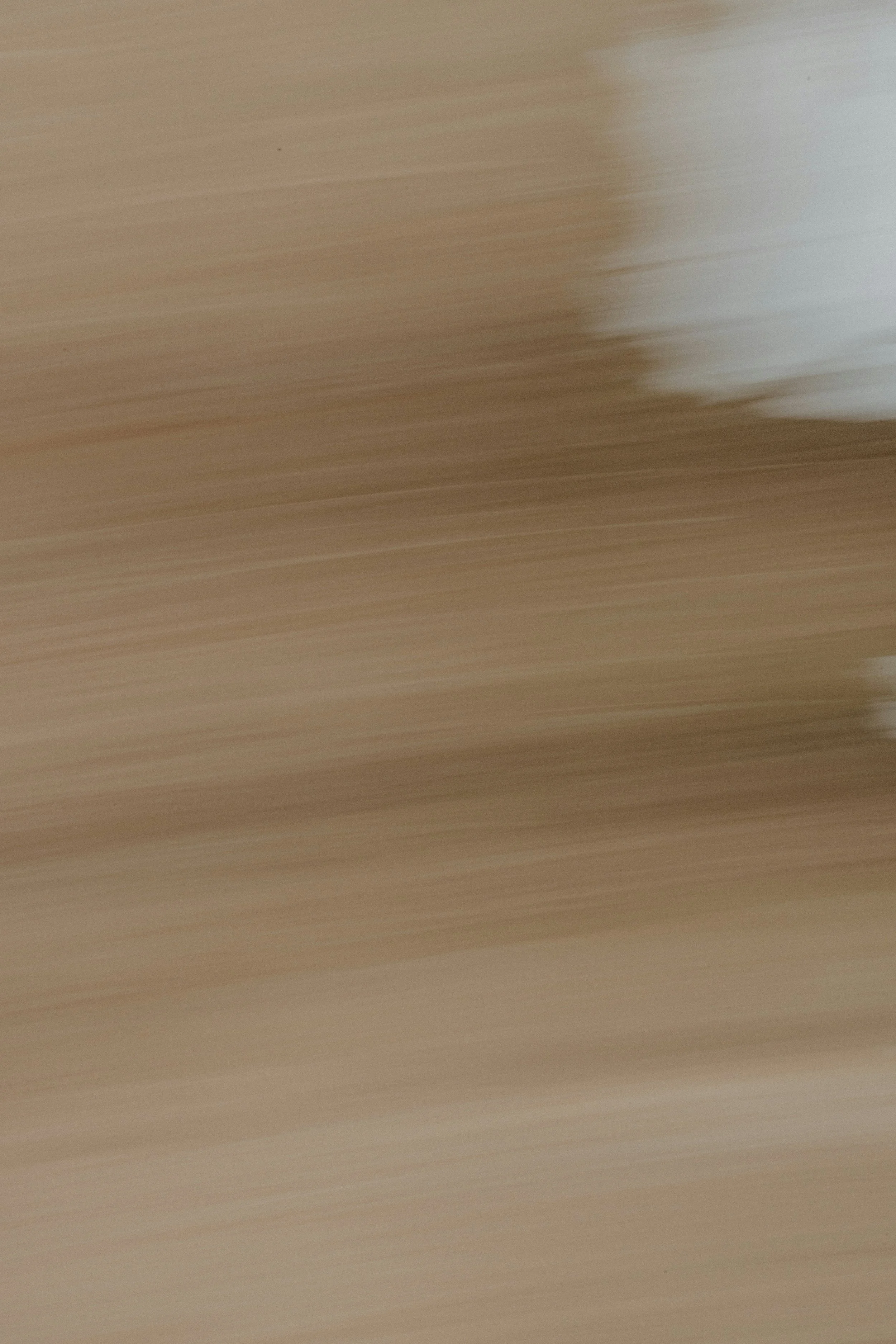 Born in Caracas/Nacido en Caracas