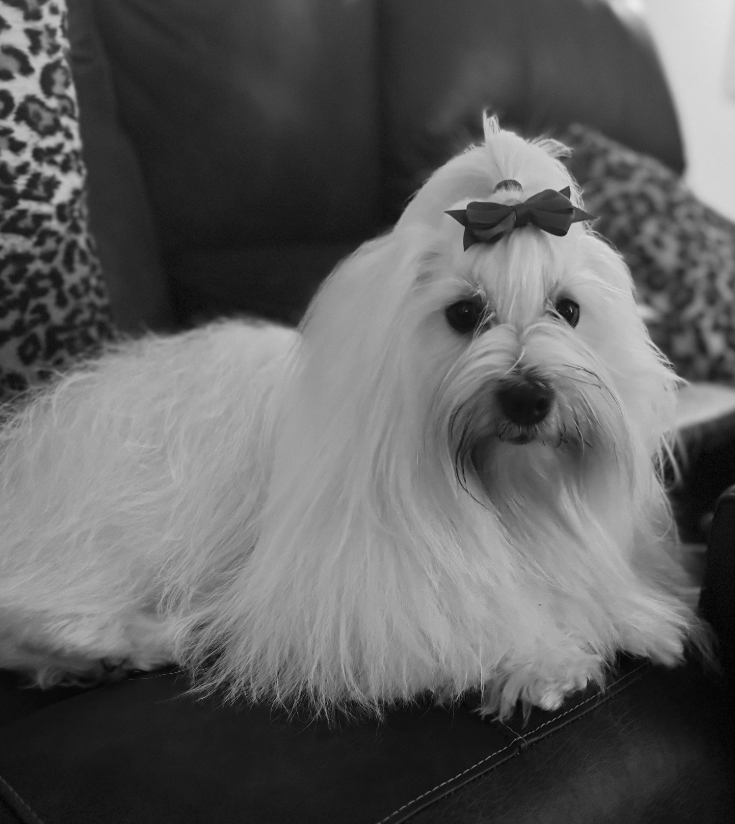 Screenshot 2025-04-01 at 8.13.44 AM.png