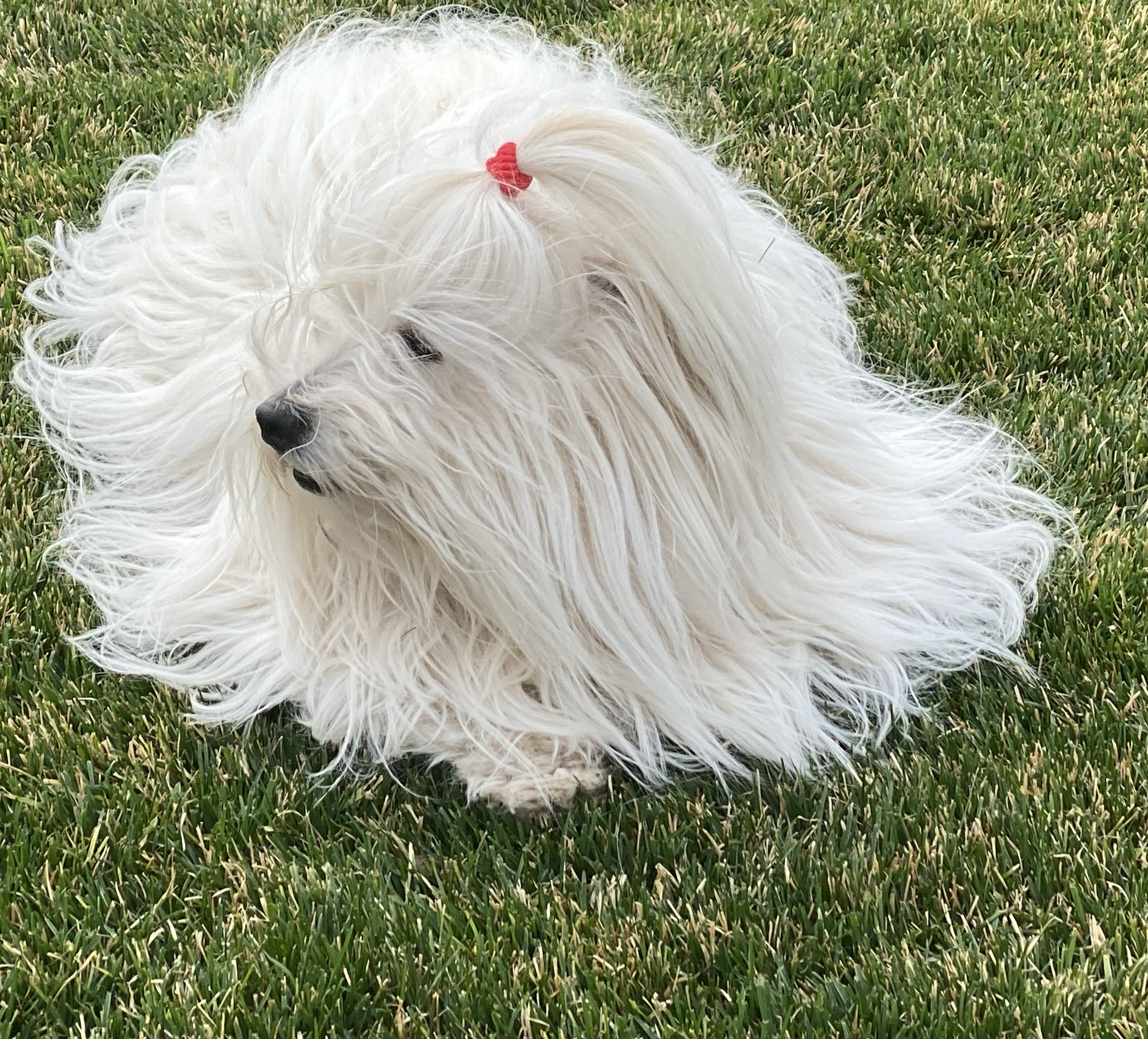 Screenshot 2025-04-01 at 8.13.32 AM.png