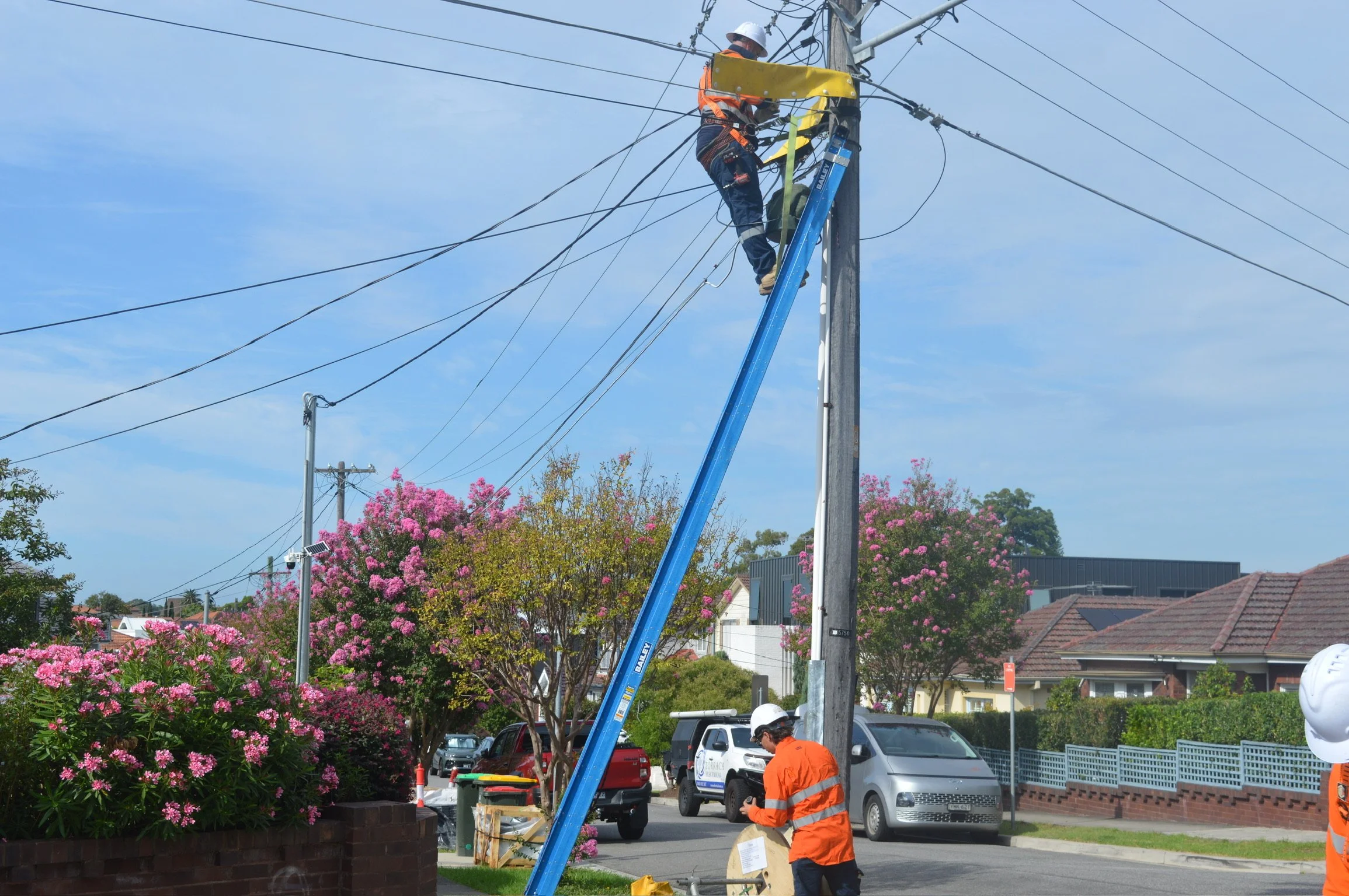 Electric utility workers repairing power lines on a street with pink flowering trees and parked cars.