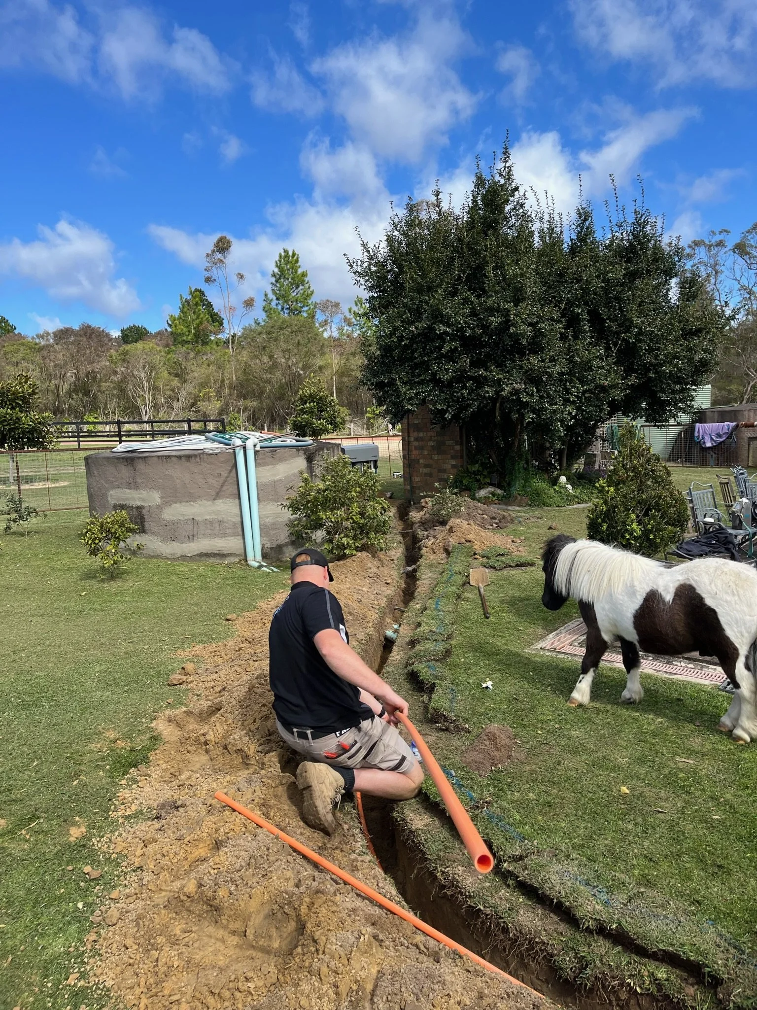A man in a black shirt and khaki shorts kneeling in a trench on a lawn, installing underground piping, with a black and white pony nearby on the grass, under a blue sky with clouds.