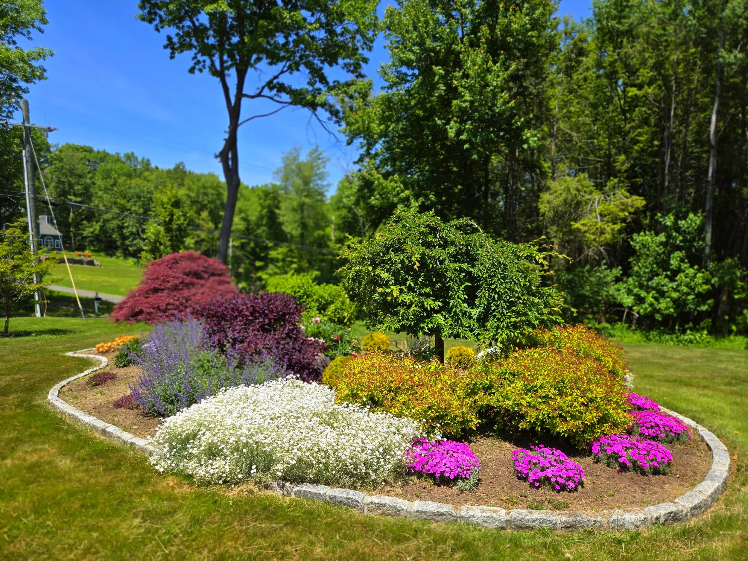 Colorful lawn moments.jpg