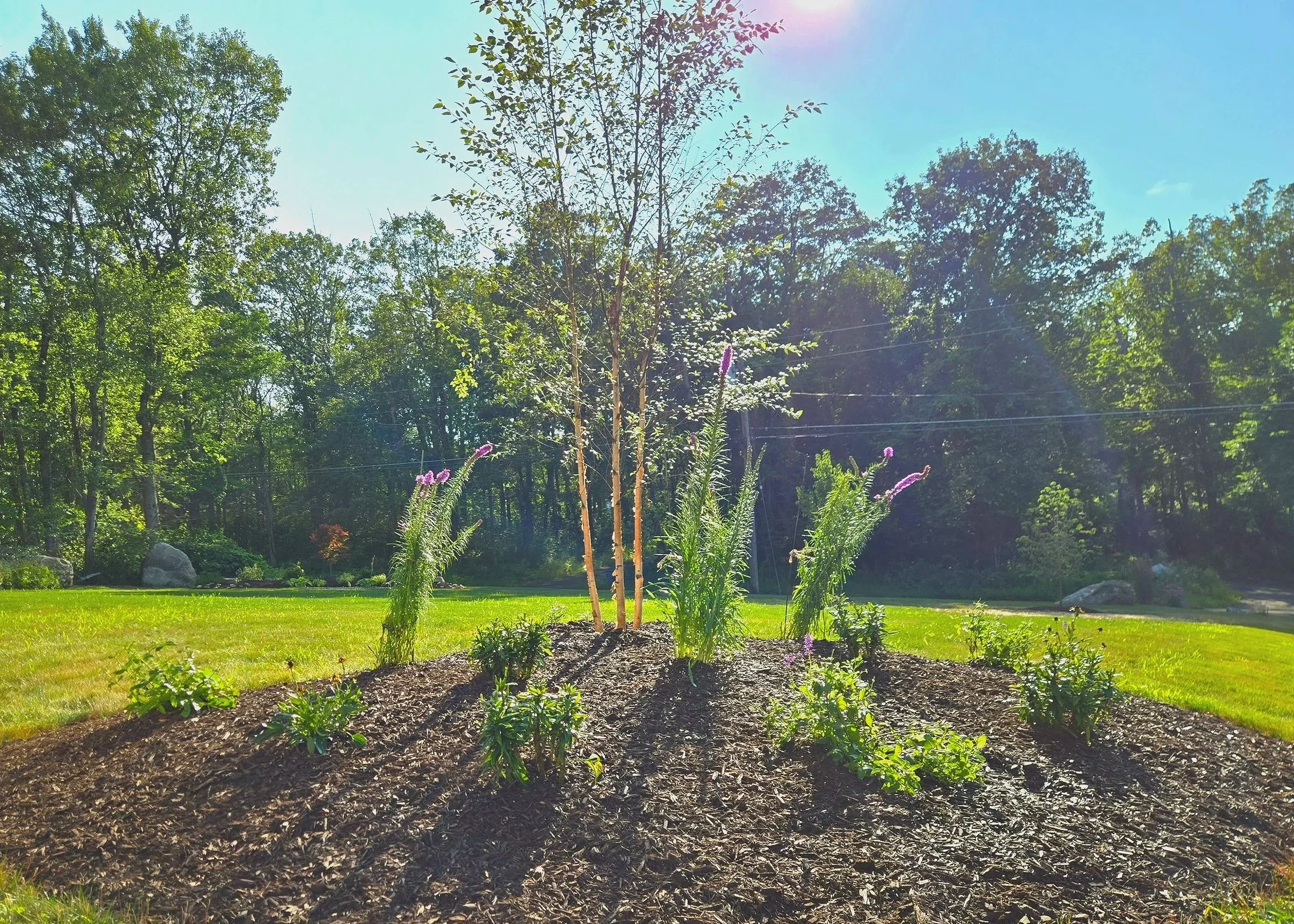 A landscaped mulched garden bed with young plants and small flowering plants, in a grassy area under a clear sky with tall trees in the background.  Landscaping in Danbury CT and surrounding CT/NY counties.