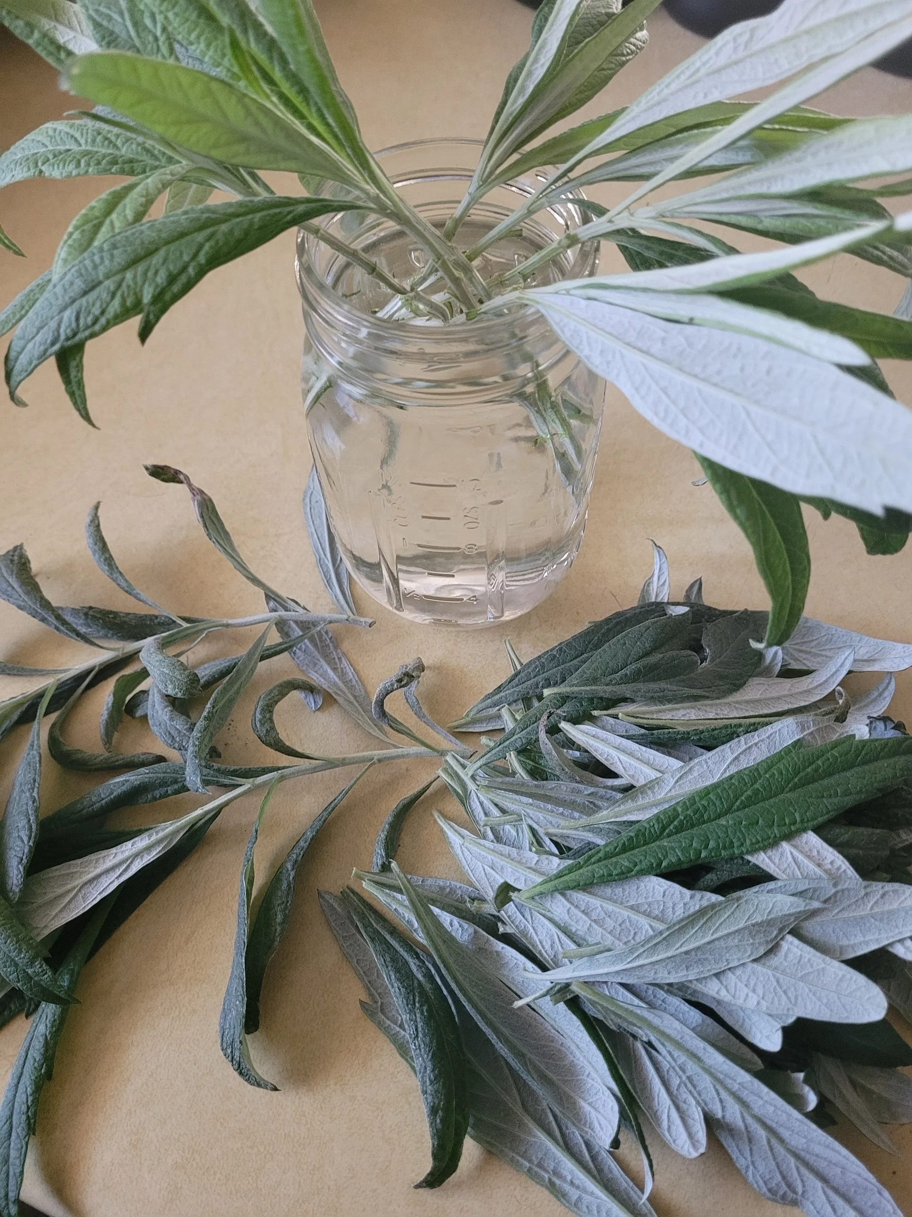 Winter Herbalism Class 2- Mugwort