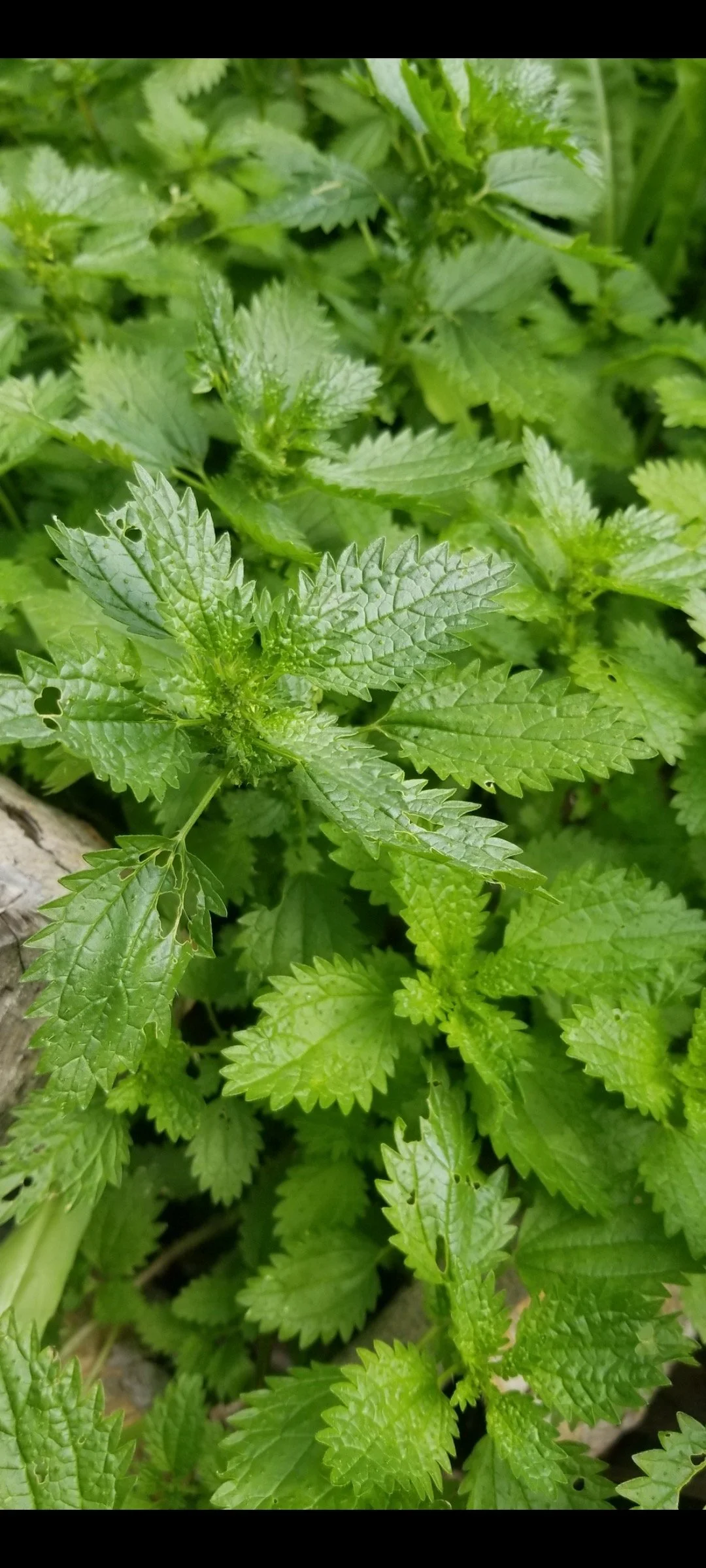 Winter Herbalism- class 3- Stinging nettles