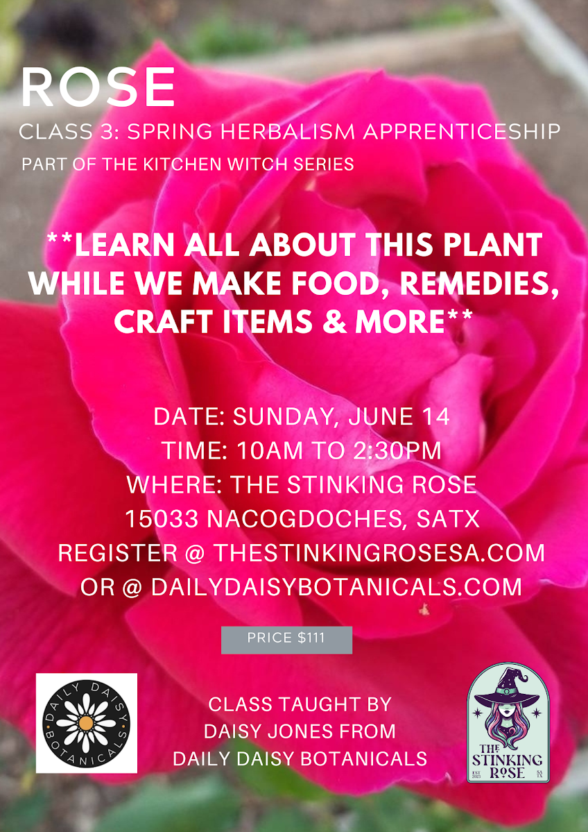 Spring Herbalism Class 3: Rose with Herbalist Daisy