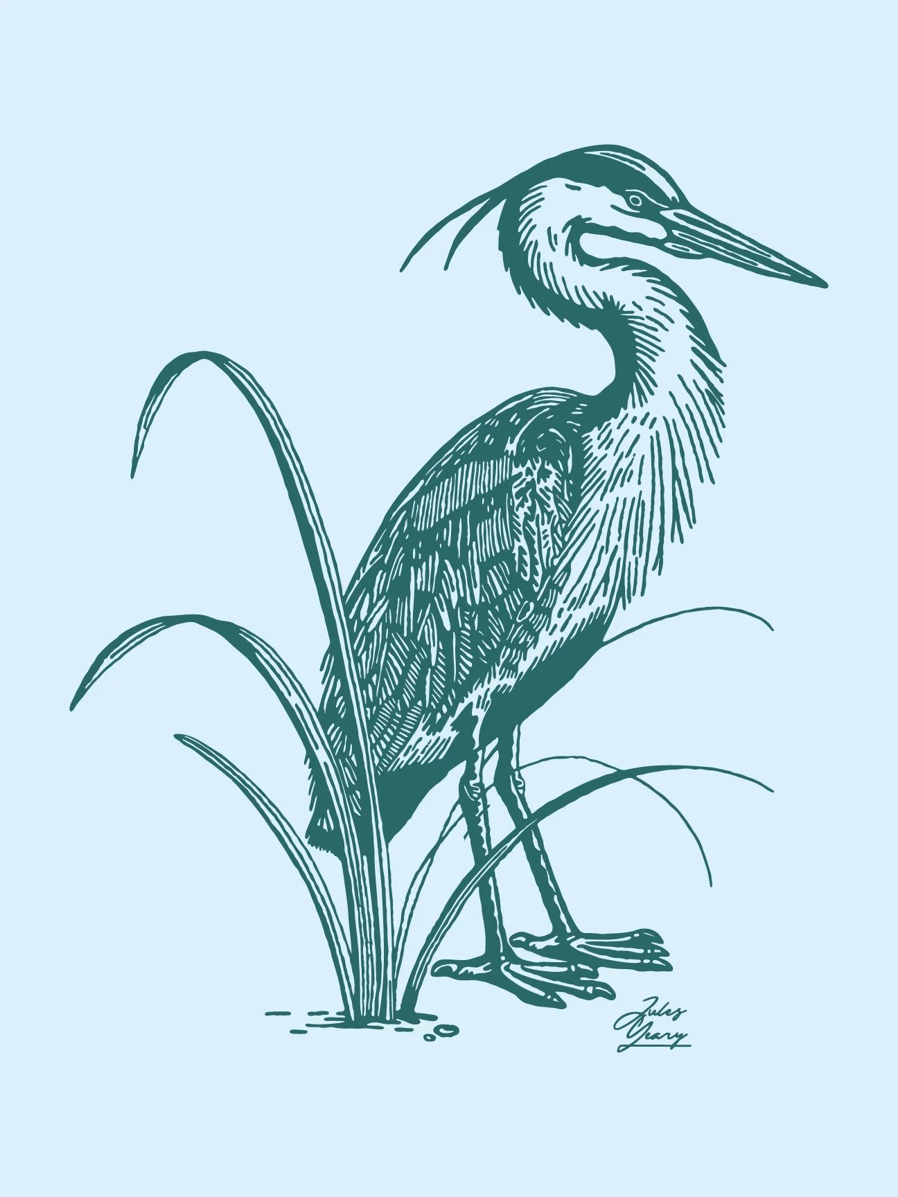 Blue Heron