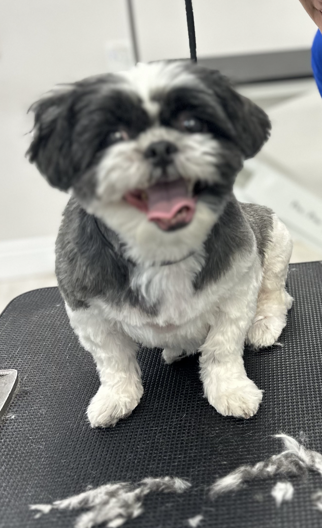 Shih Tzu dog on a grooming table, smiling with trimmed fur.