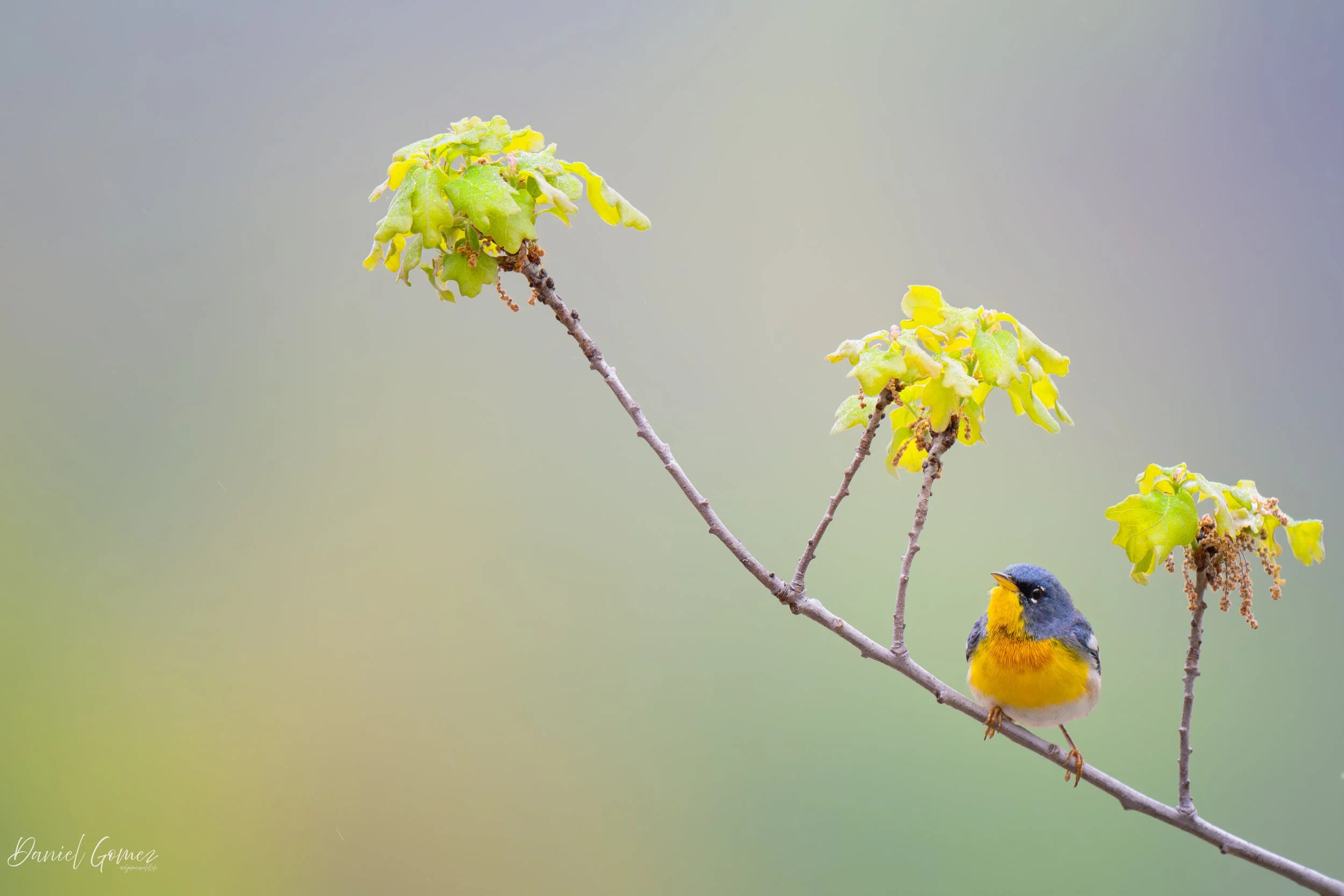 Northern Parulas are such stunning little warblers.

This spring, while scouting new locations to photograph (the few) warbler species that breed in my area, I came across a park where recently planted native trees lined a stretch of river. From expe