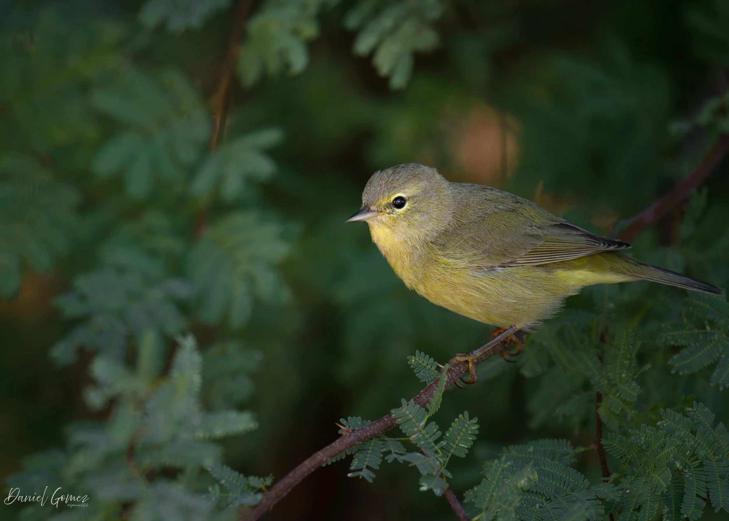 Date Taken: December 12th, 2025