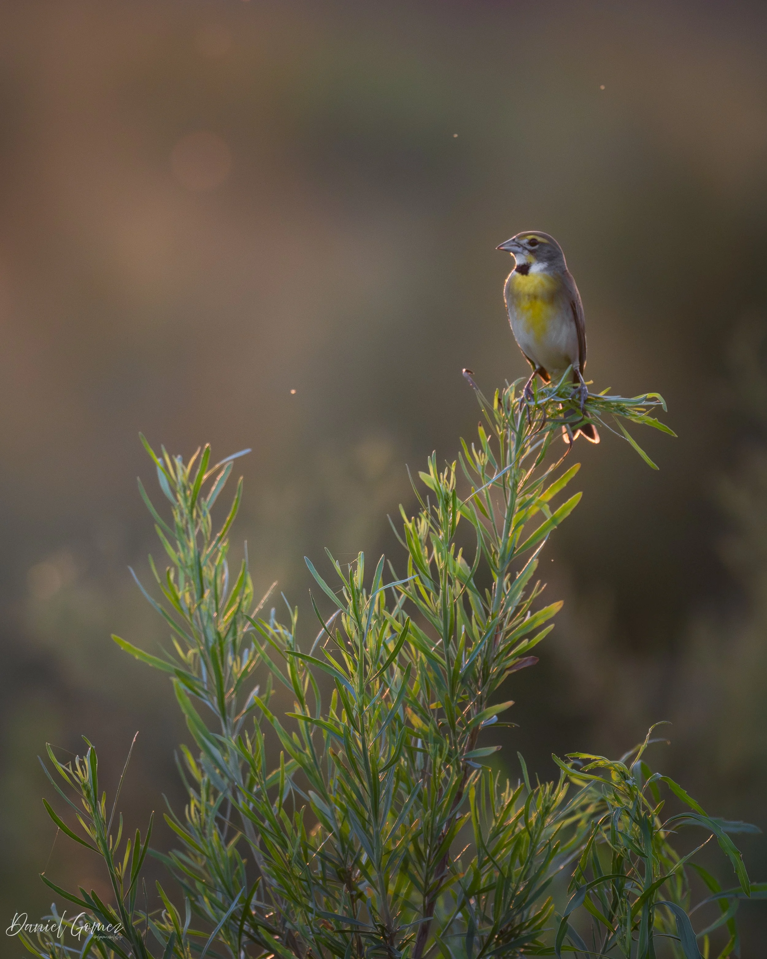 Date Taken: May 12th, 2025