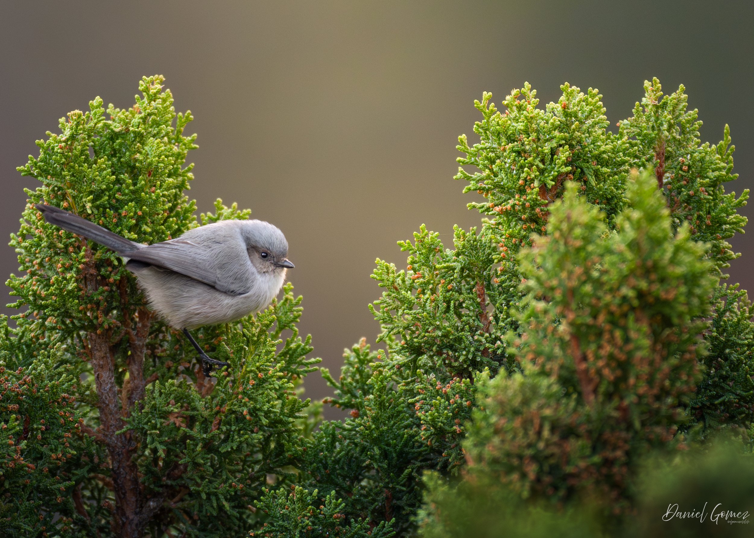 CUTE!

These little Bushtits were a surprise to be sure, but a welcome one.

Towards the end of my weeklong trip to Colorado, in November, I was fortunate enough to come across a small group of these birds, at our campsite, along a hill I had hiked. 
