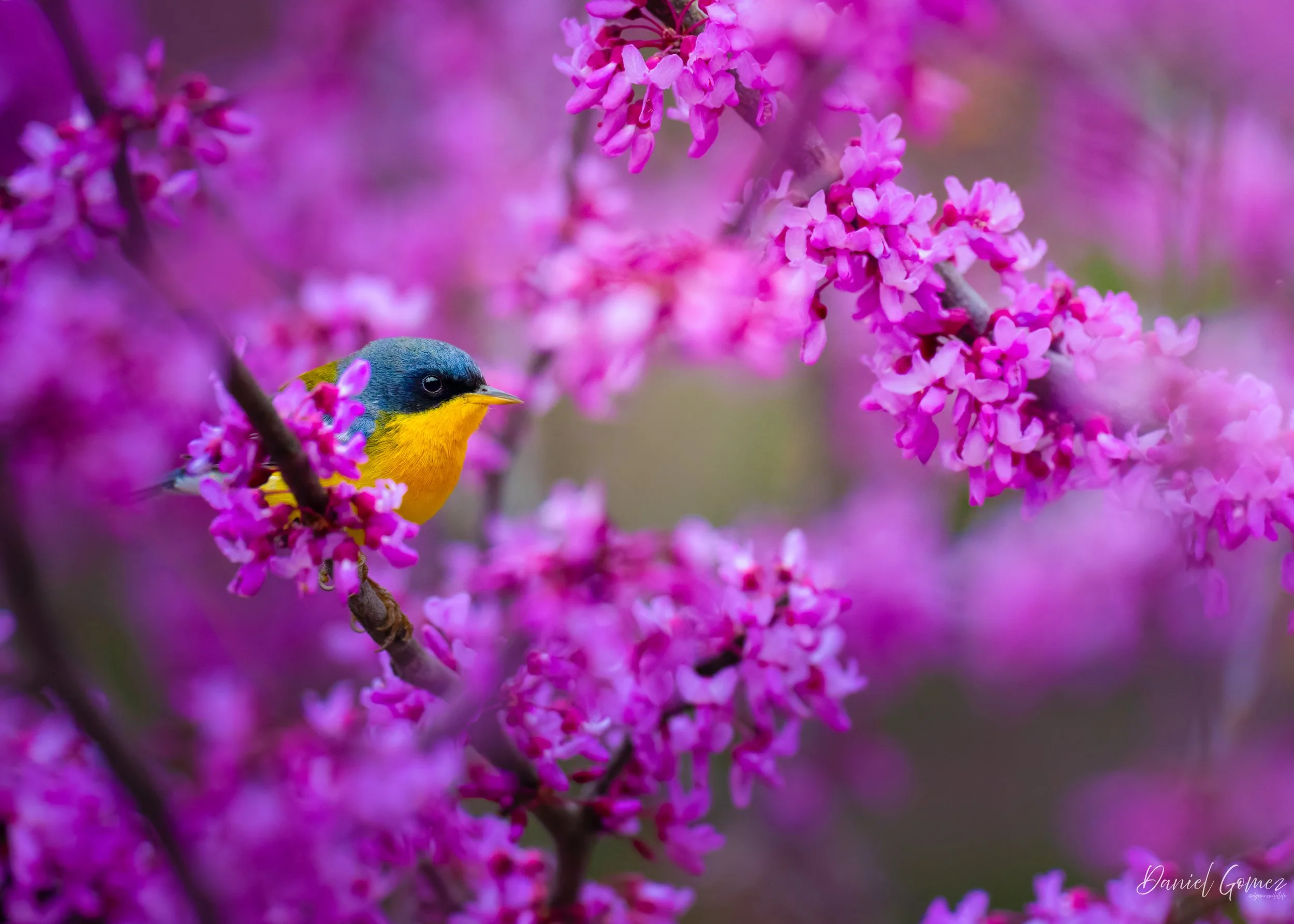 I might have already had my favorite birding moment of 2025.

Lately, the wind has been relentless, and bird activity hasn’t been what I’d expect around this time of year. I’ve had several outings with little to no luck finding early spring migrants.