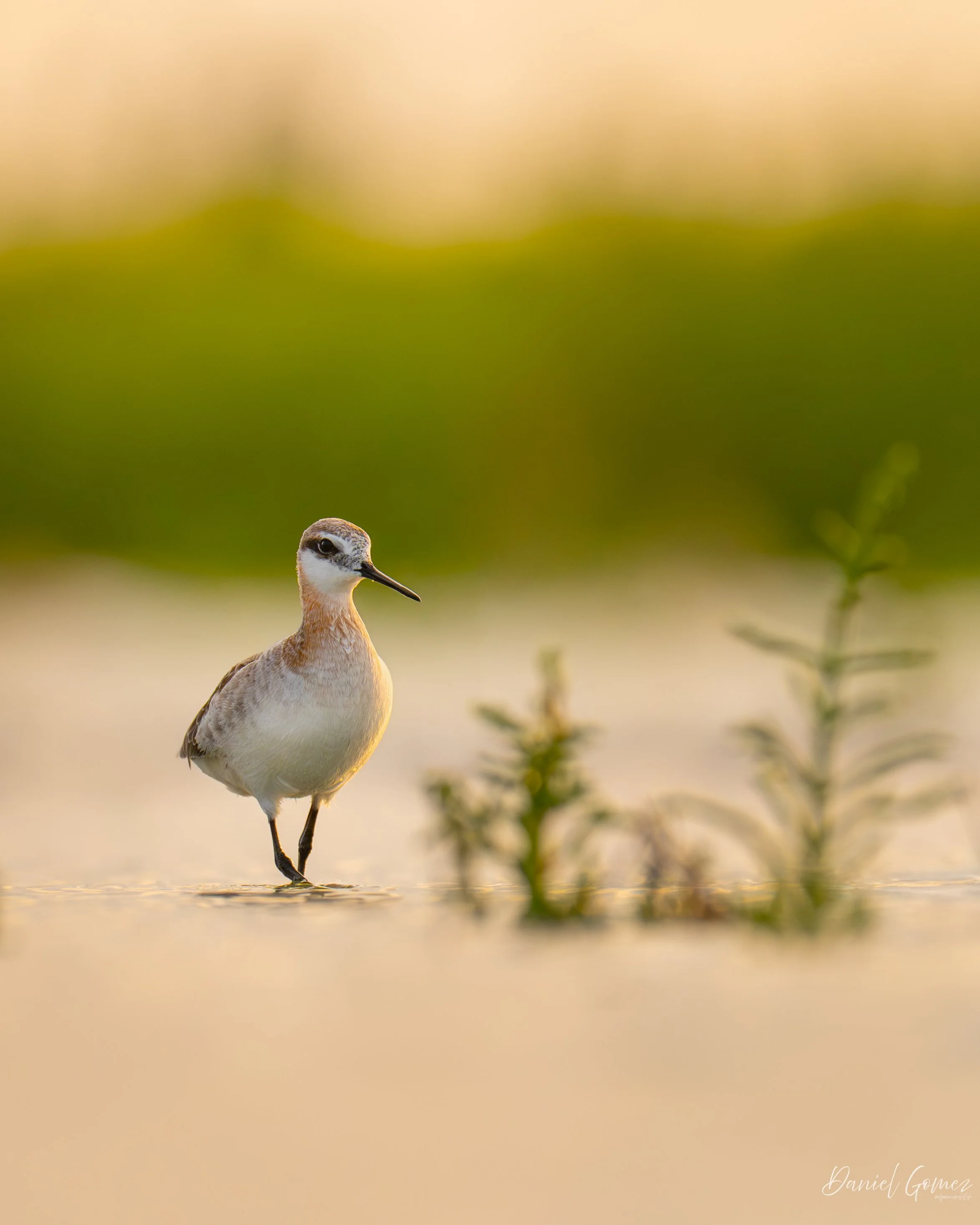 During late April, I took a trip to the gulf coast to catch some spring songbird migration. Unfortunately, the weather didn’t pan out, and most of the good stuff had already passed us by. But that was no problem at all, because the shorebirds were st