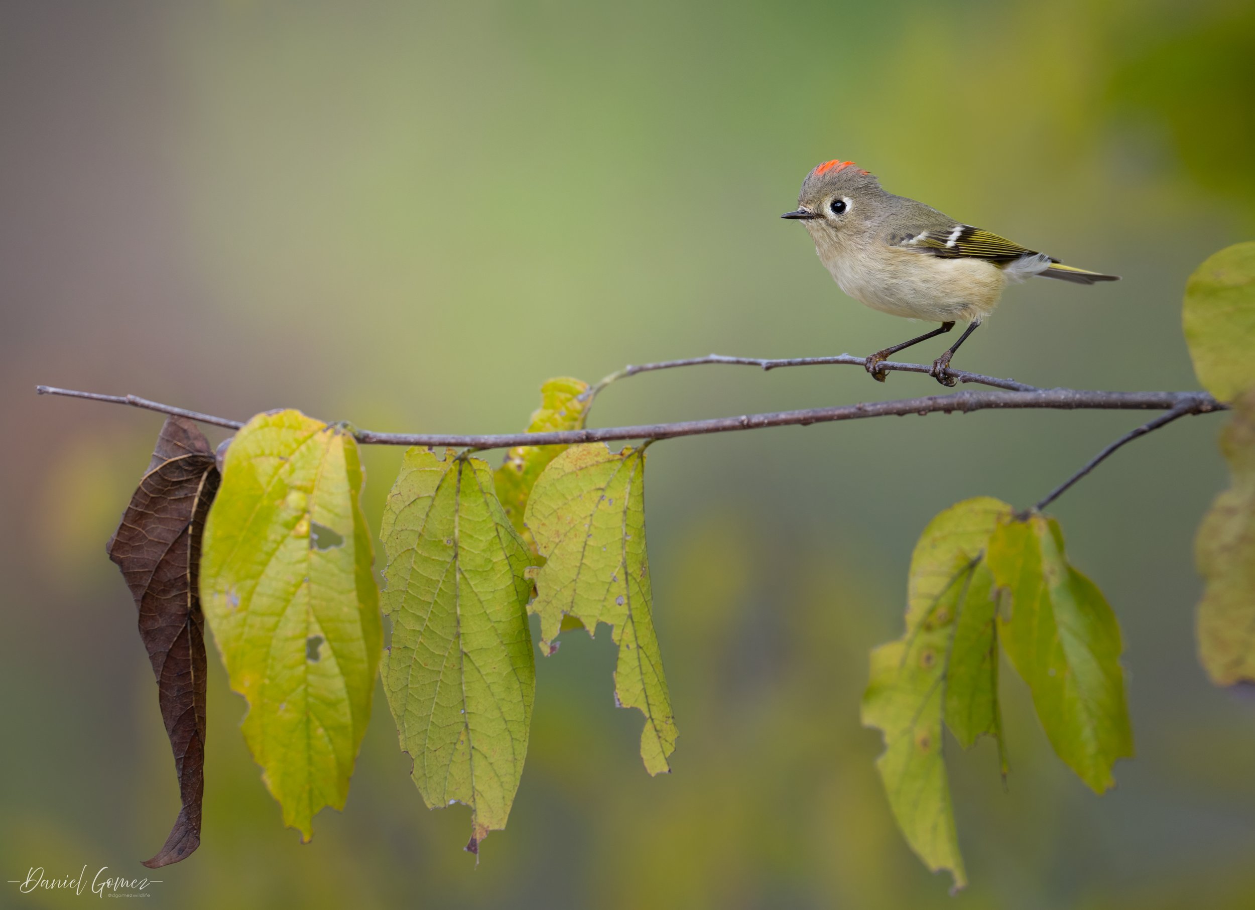Z63_1206-Edit.jpg