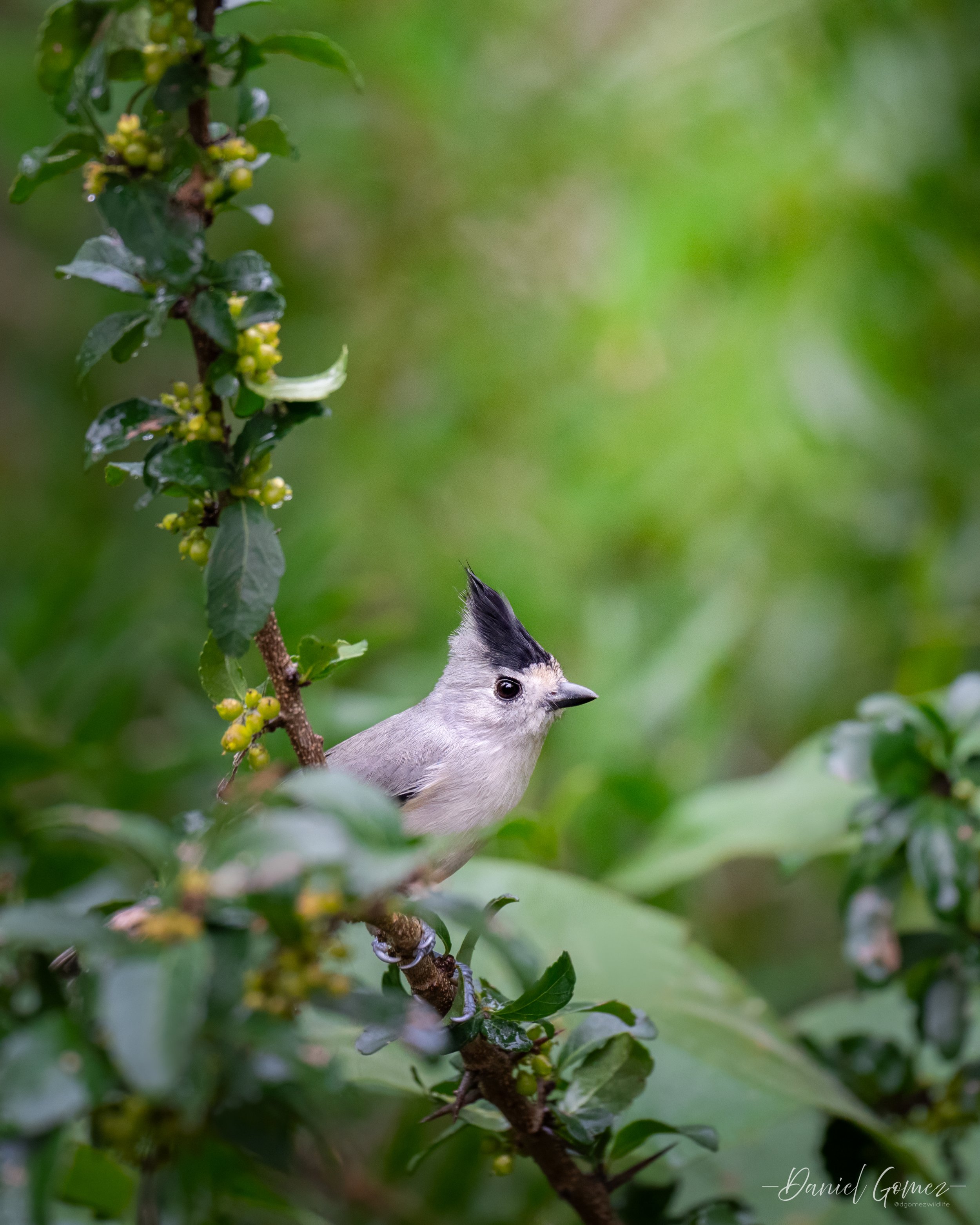 Z63_5199-Edit.jpg